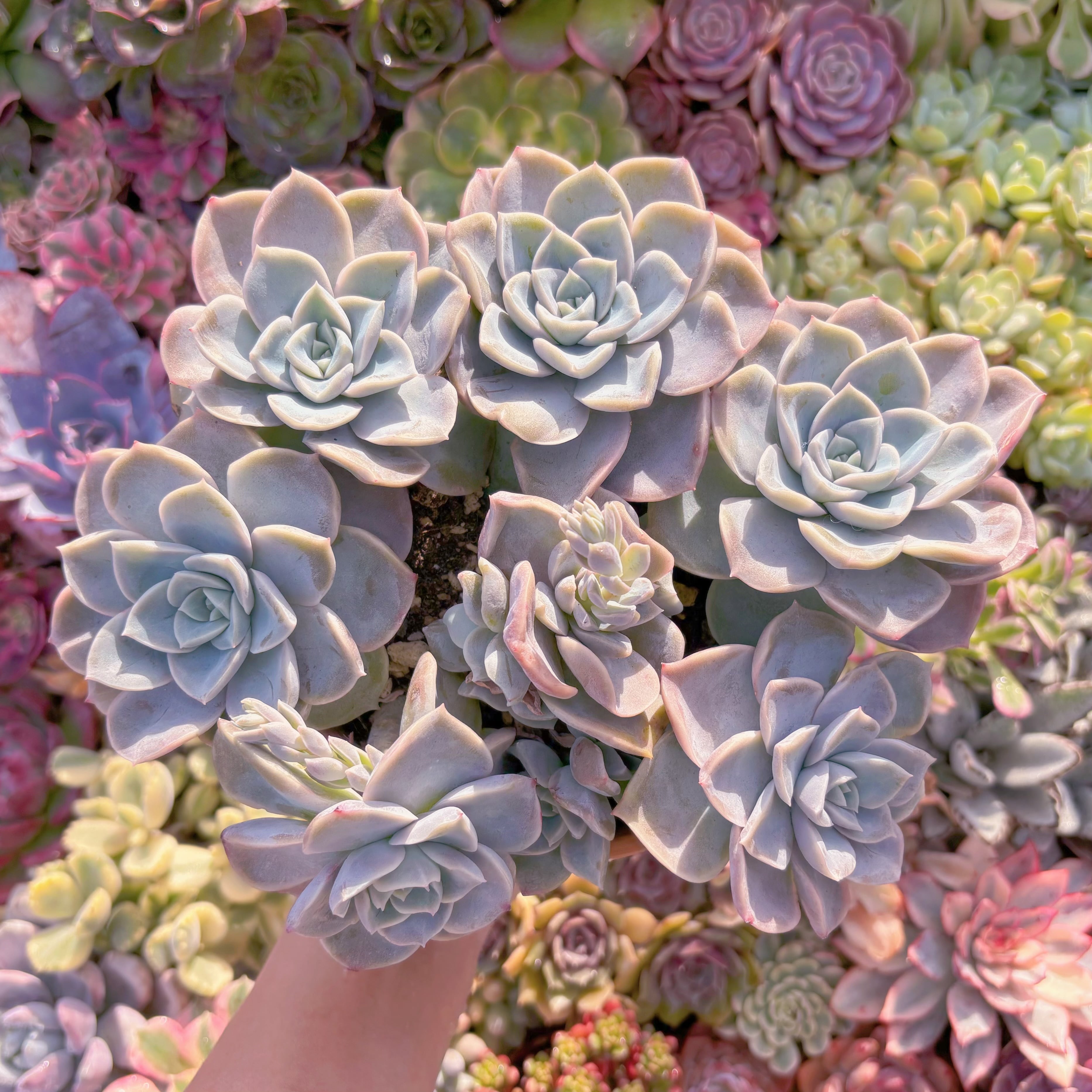 現品　ラブリーローズx白牡丹#K040　特大群生　新入荷　るる農園