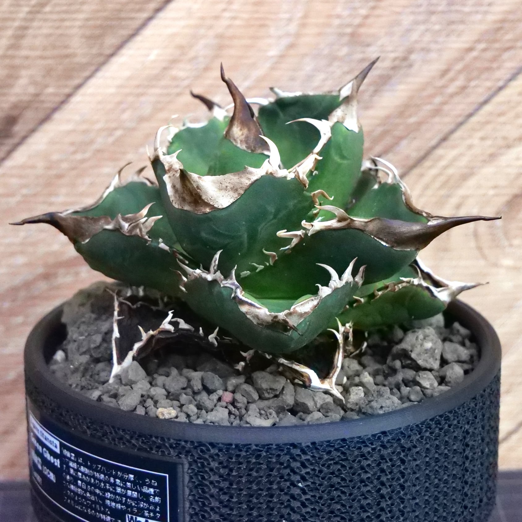 Agave Titanota 緑幽霊 (Green Ghost) アガベ チタノタ / 中株(4号鉢