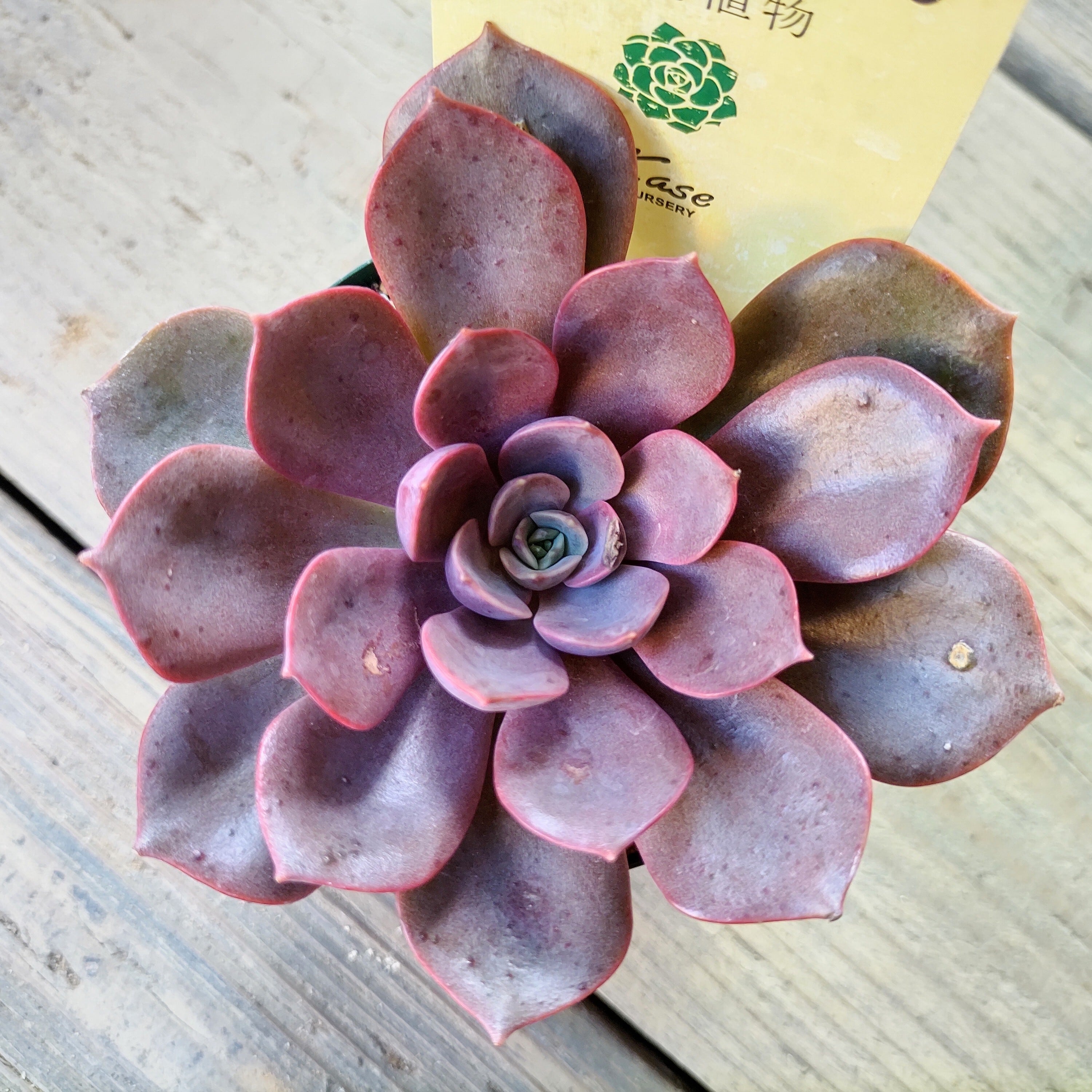 ニーナ | RuPo 多肉植物専門店