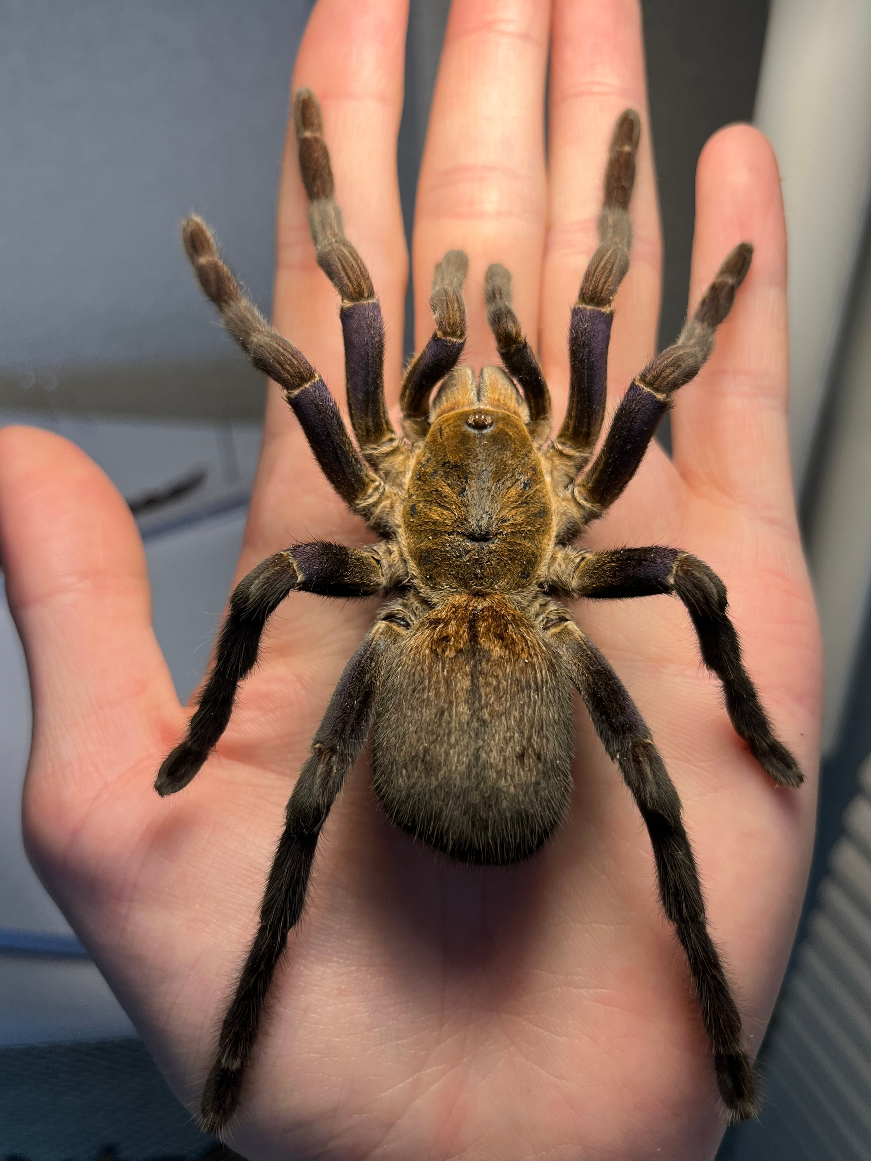 大土蜘蛛 | オモニキチュウ