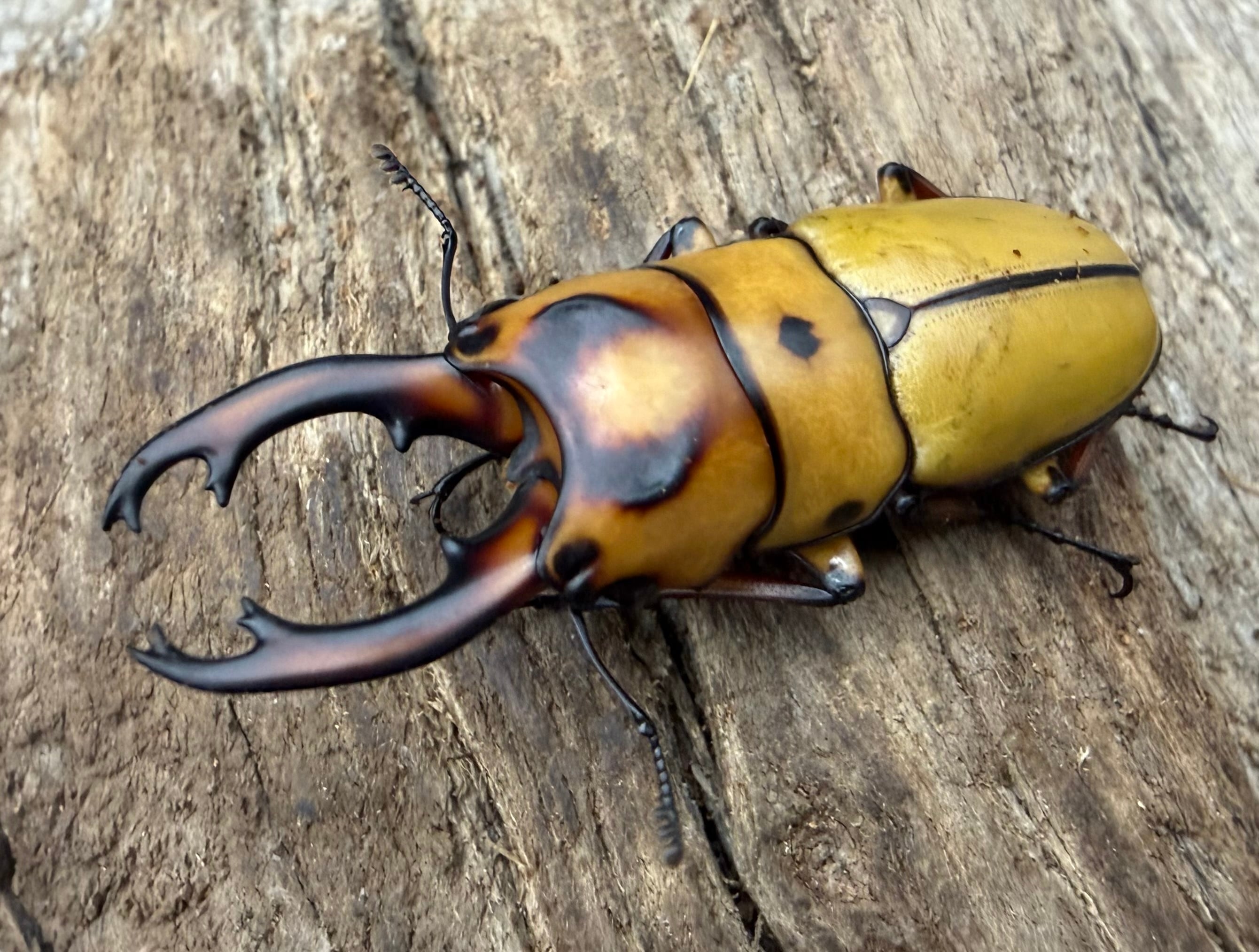 西表島】ヤエヤママルバネクワガタ♂62.1mm(大歯）＋♀☆F2個体
