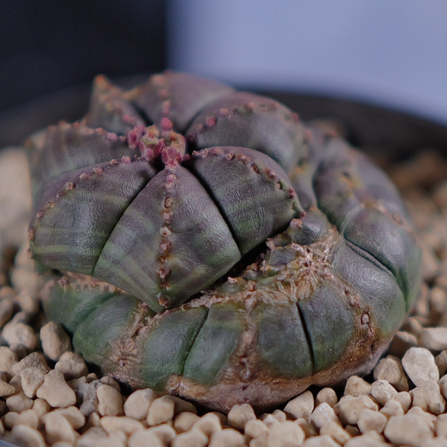 超扁平 モンスト 捻じれ マイクロ オベサ / ユーフォルビア