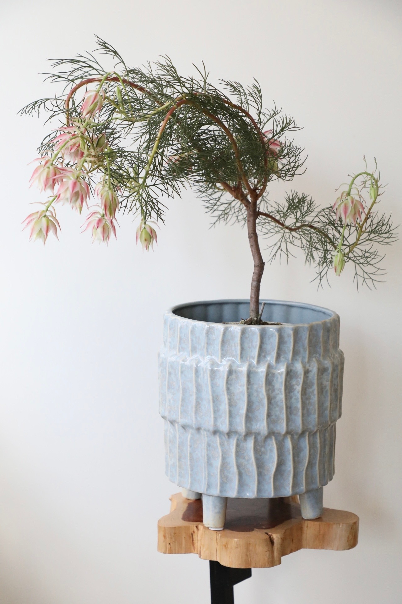 セルリア プリティピンク/Serruria Pretty n Pink ※陶器鉢カバー別売り