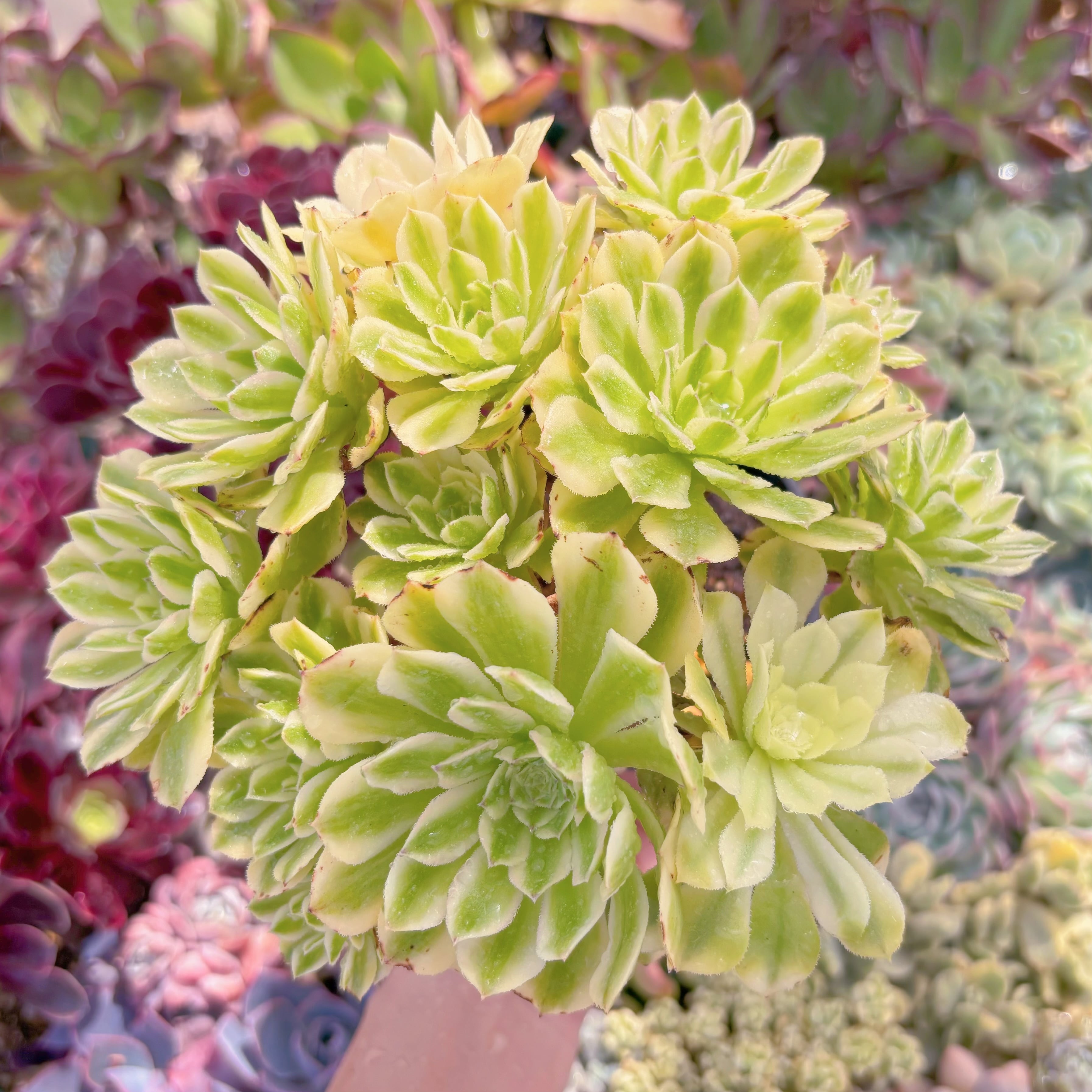 現品　富士錦#1138　特大群生　るる農園