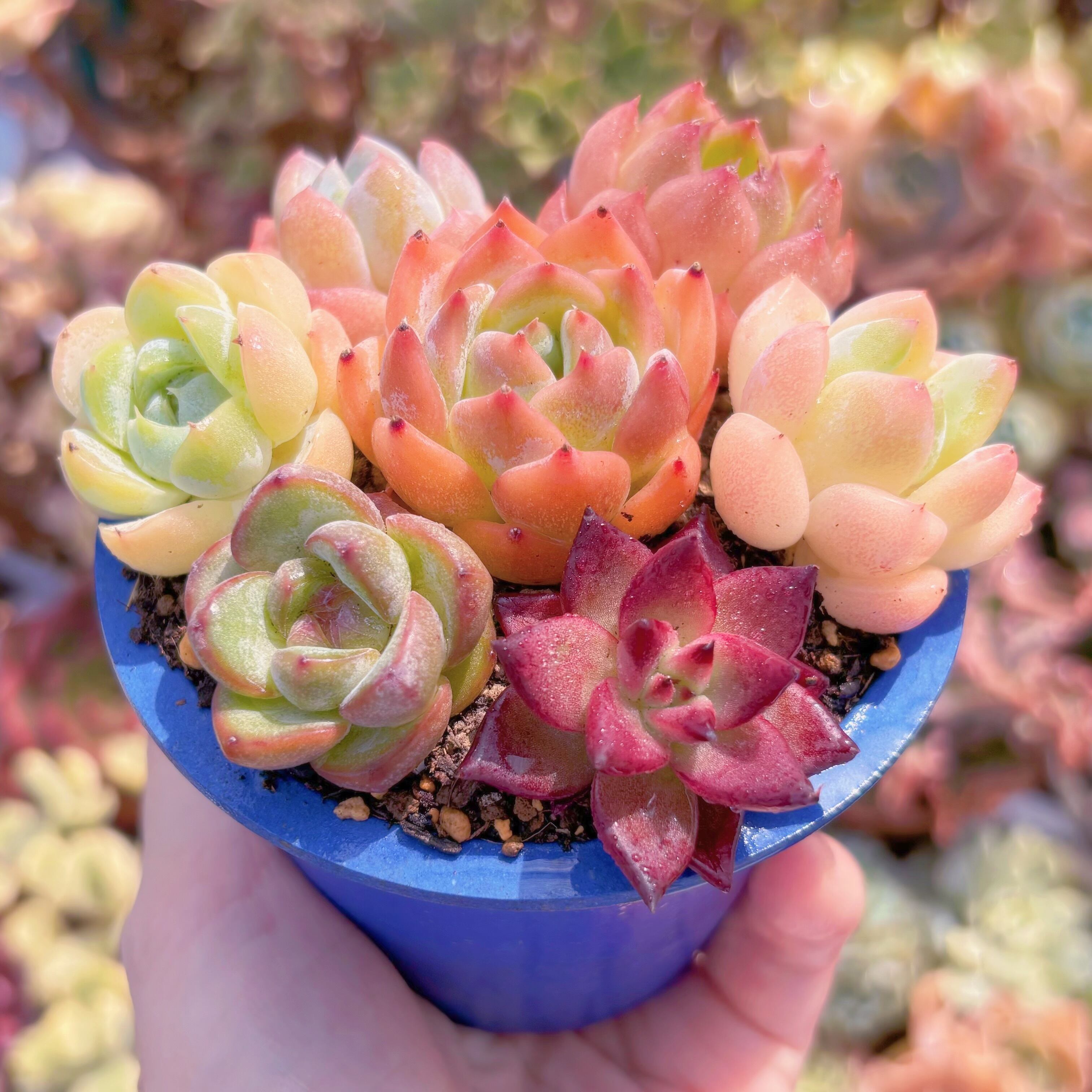 ☆ 初心者向け7苗セット☆ | るる農園~多肉植物専門