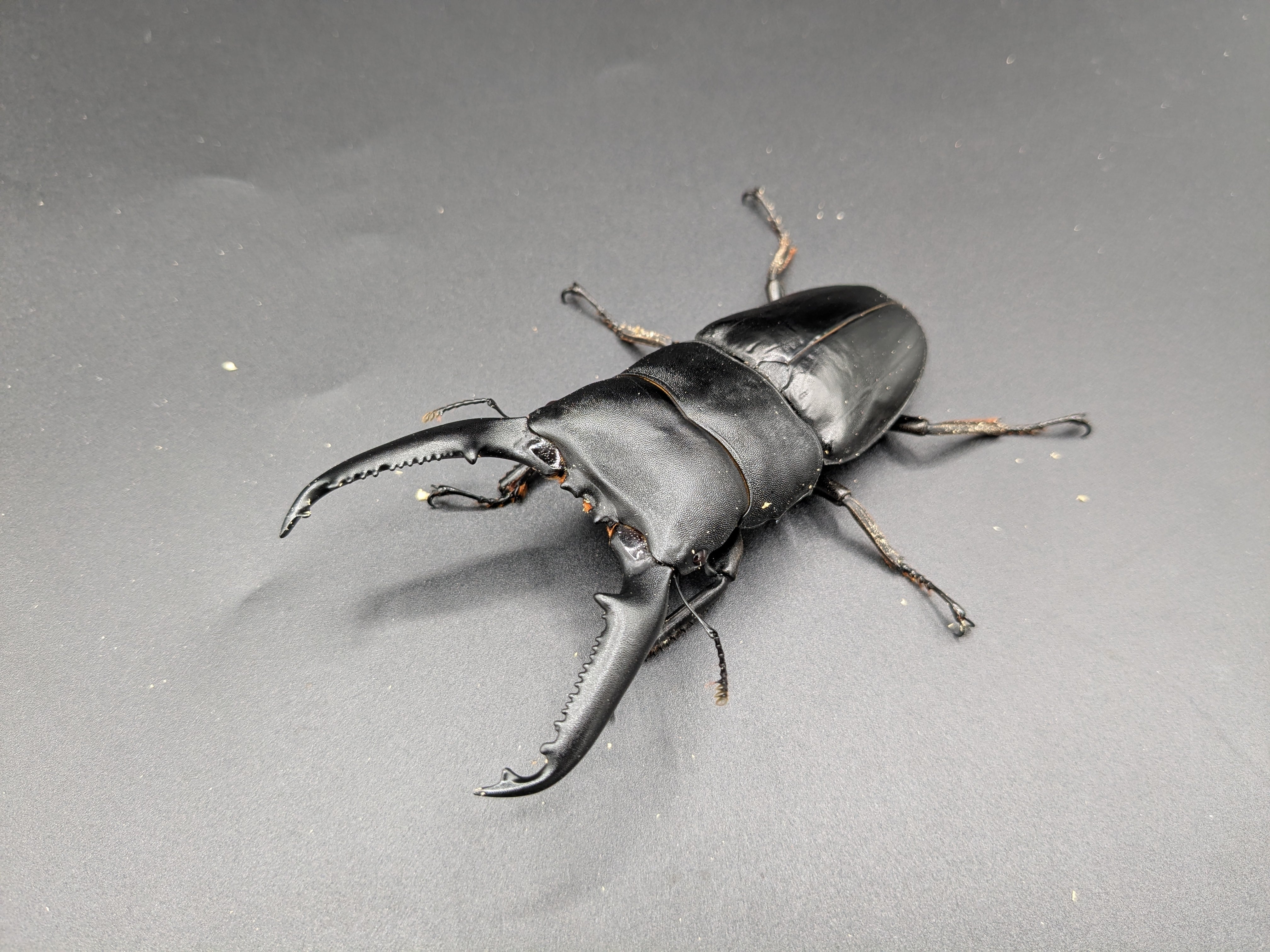 クワガタムシ | クワガタムシ・カブトムシ専門ショップ CIEL