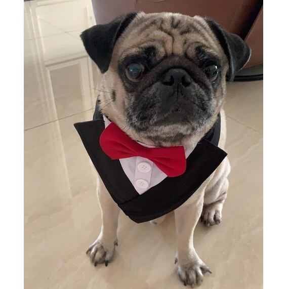 Dog wear -quick formal tie- dogw-189 | Pug shower - パグシャワー
