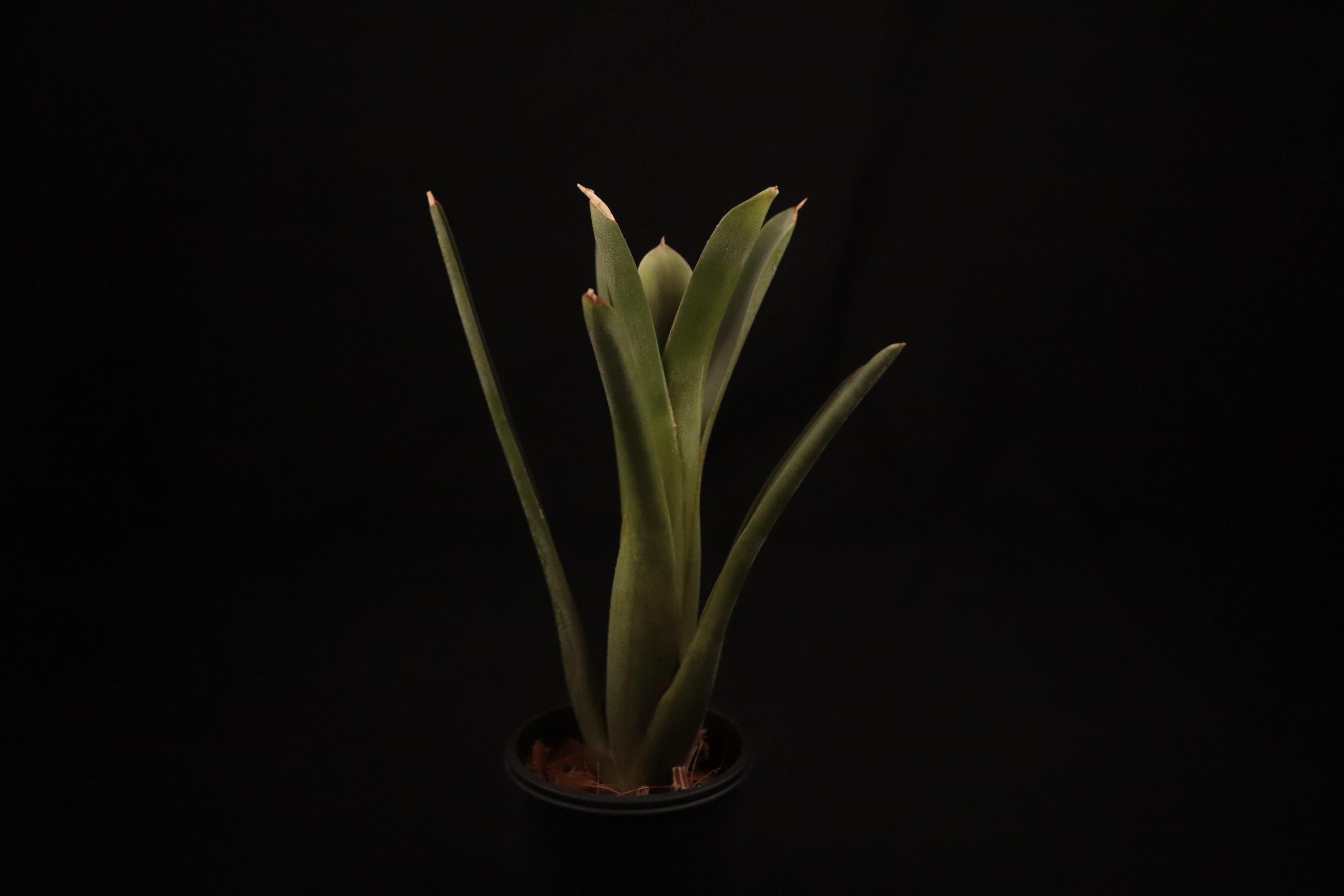 送料無料】Neoregelia bahiana var. viridis〔ネオレゲリア〕現品発送