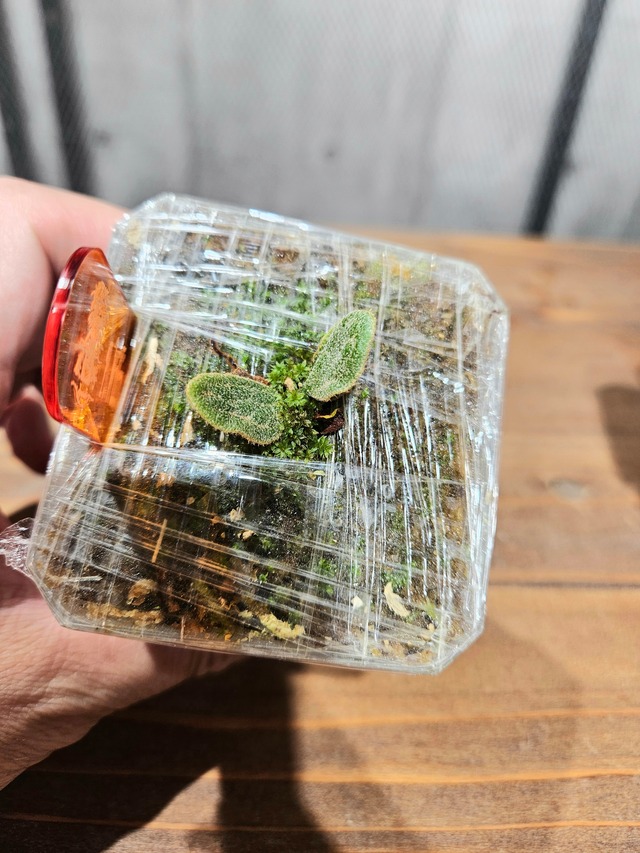 P. willinckii cv. Fish Bone【artPLANTs/PLANTS GARAGE】  ビカクシダ/Platycerium