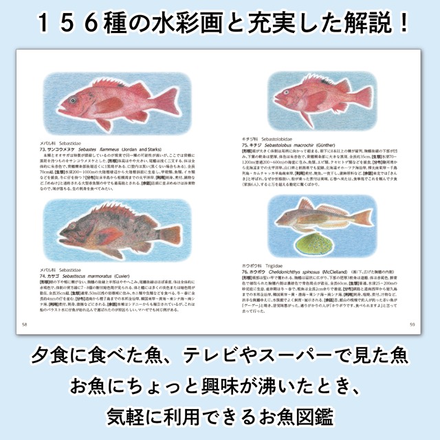 手描きの魚類図鑑 お魚あれこれ 石巻日日新聞オンラインストア
