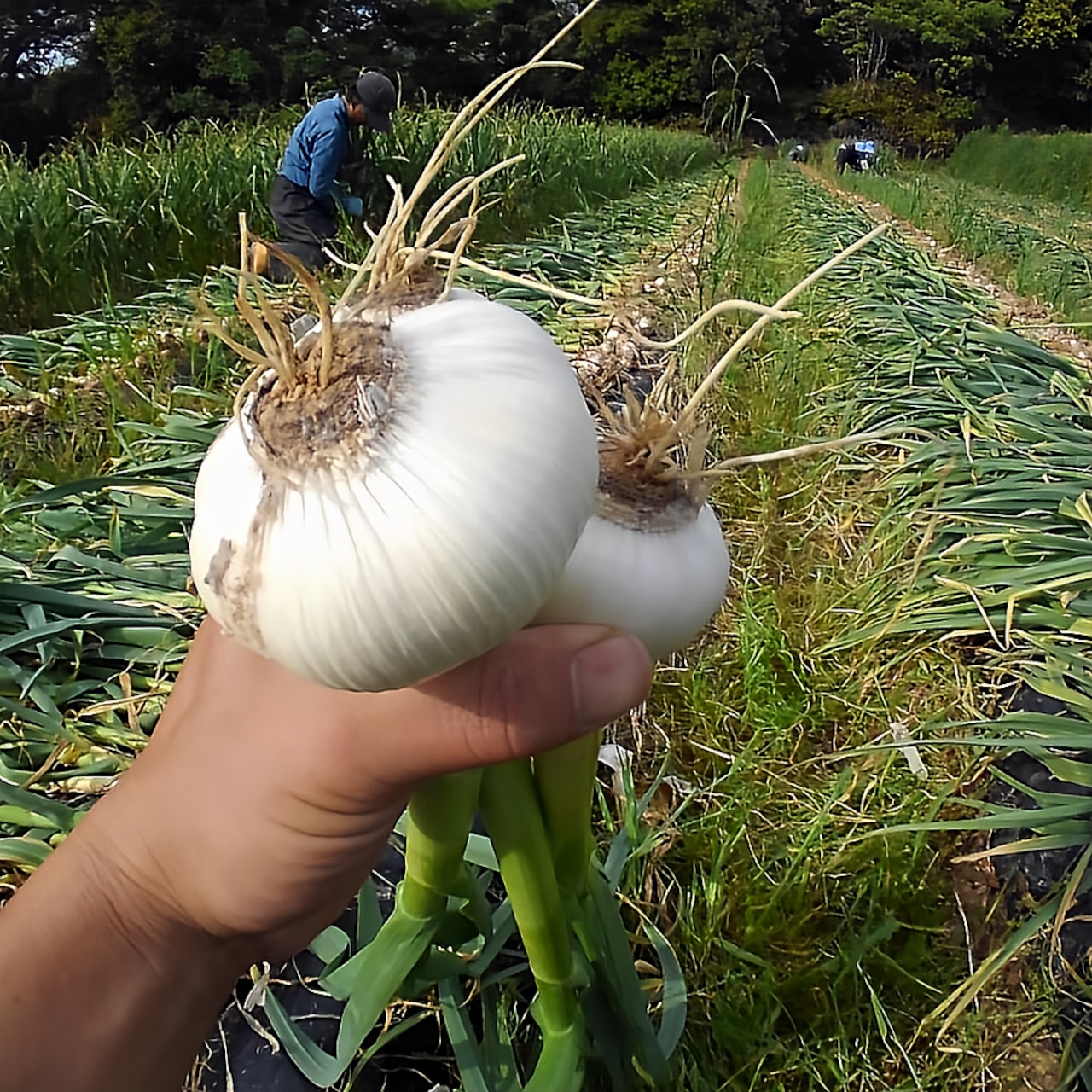 【有機栽培　熊本県天草産の野菜】にんにく　バラ（500g）（有機JAS認証対応商品）