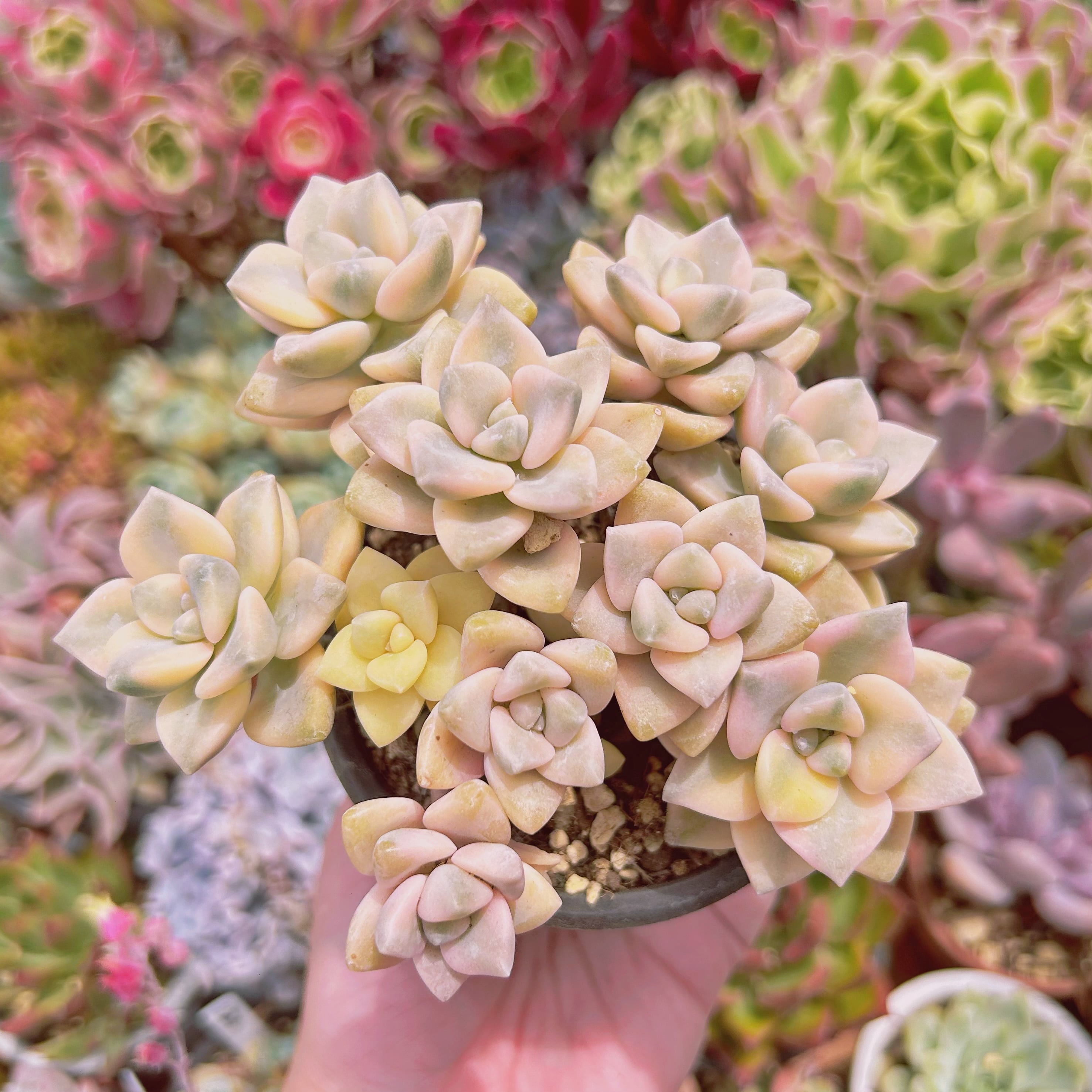 #512現物　多肉植物　杏子美人錦