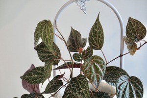 【S】ピペル オルナツム/Piper ornatum  ※ハンギングポット付き