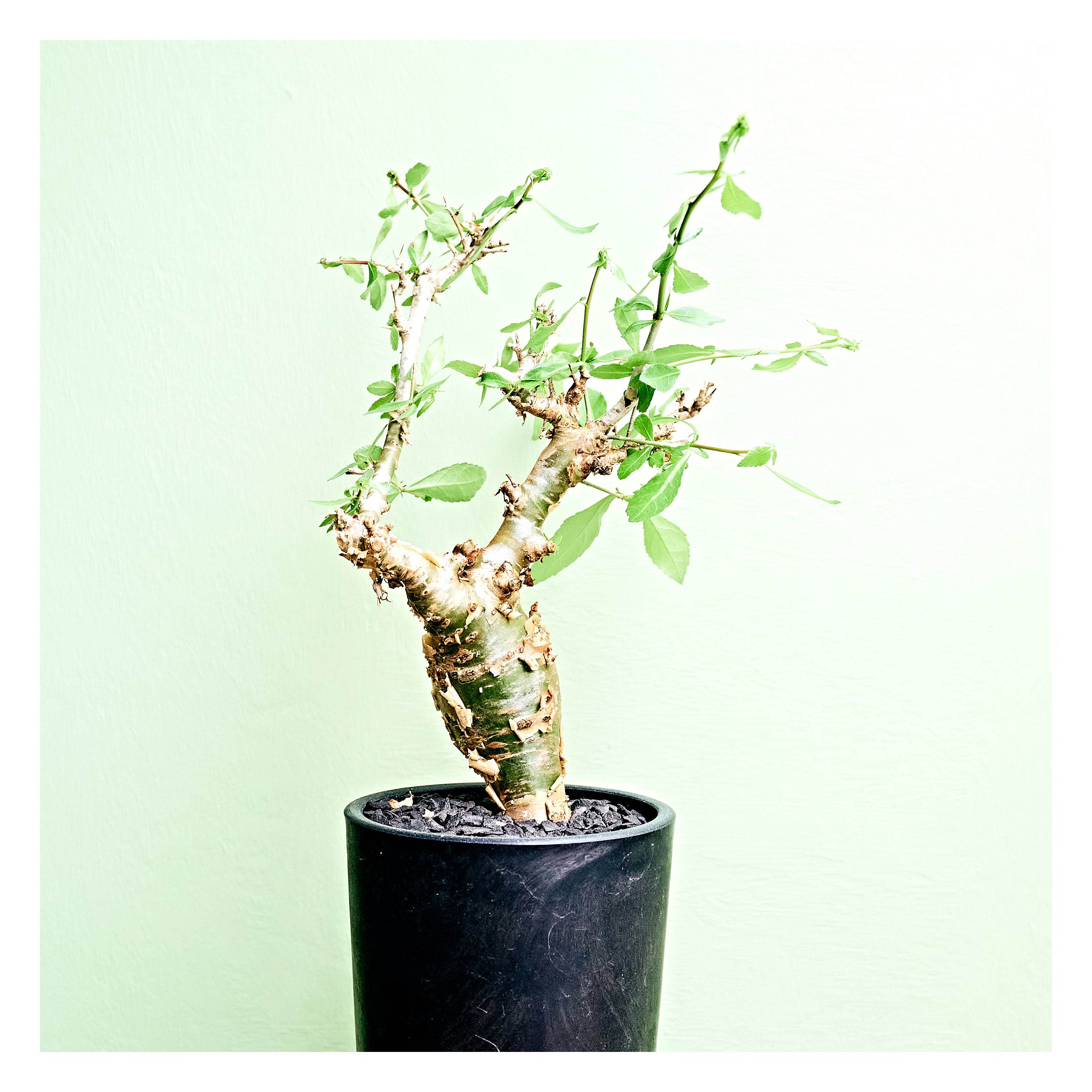 コミフォラ コミフォラハベシニカ 現地株 Commiphora habessinica