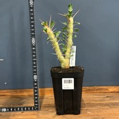 モンソニア　クラシカウリス【905】