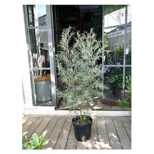 Silver tea tree