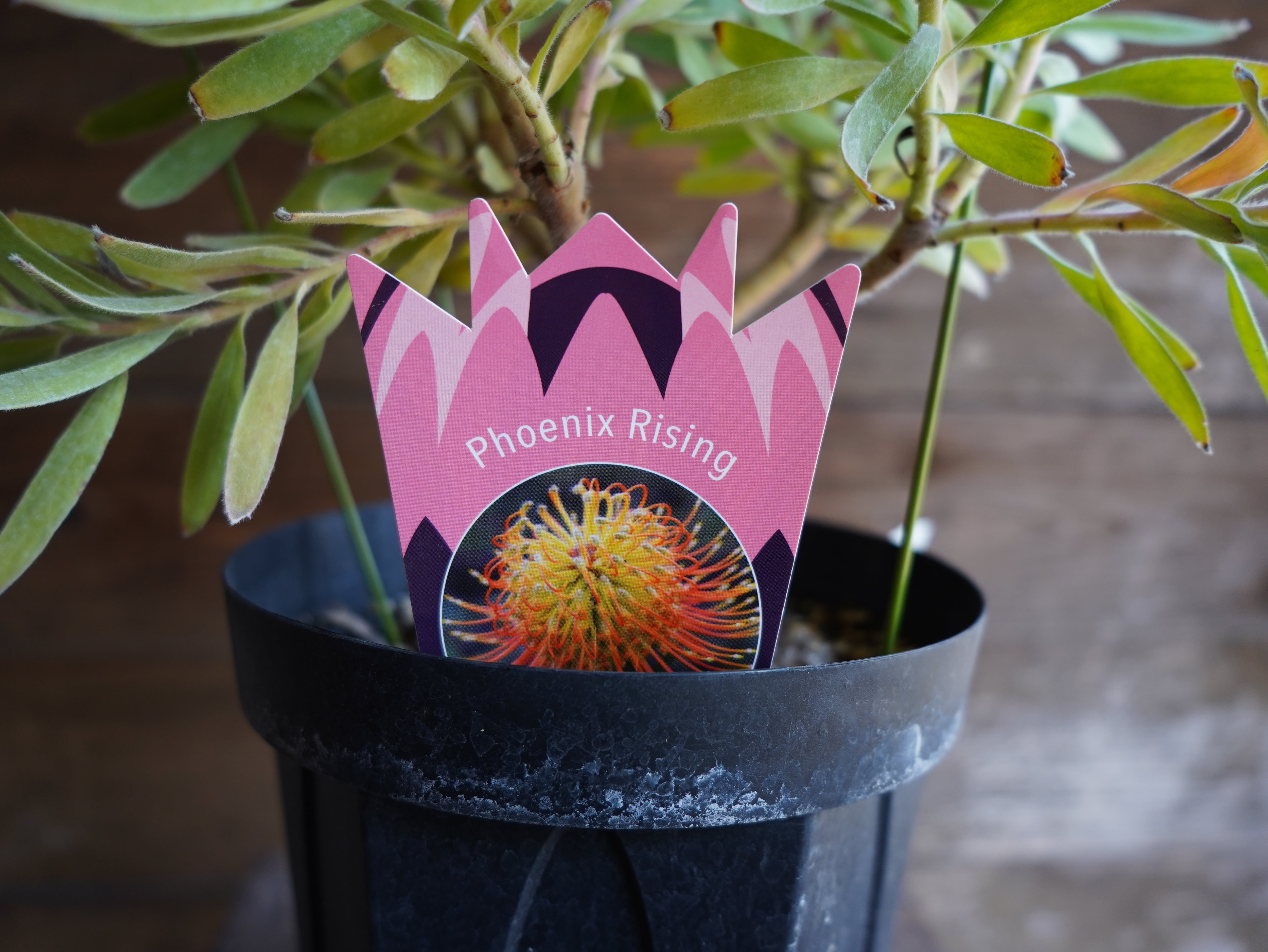 【現物】リューコスペルマム "フェニックスライジング"