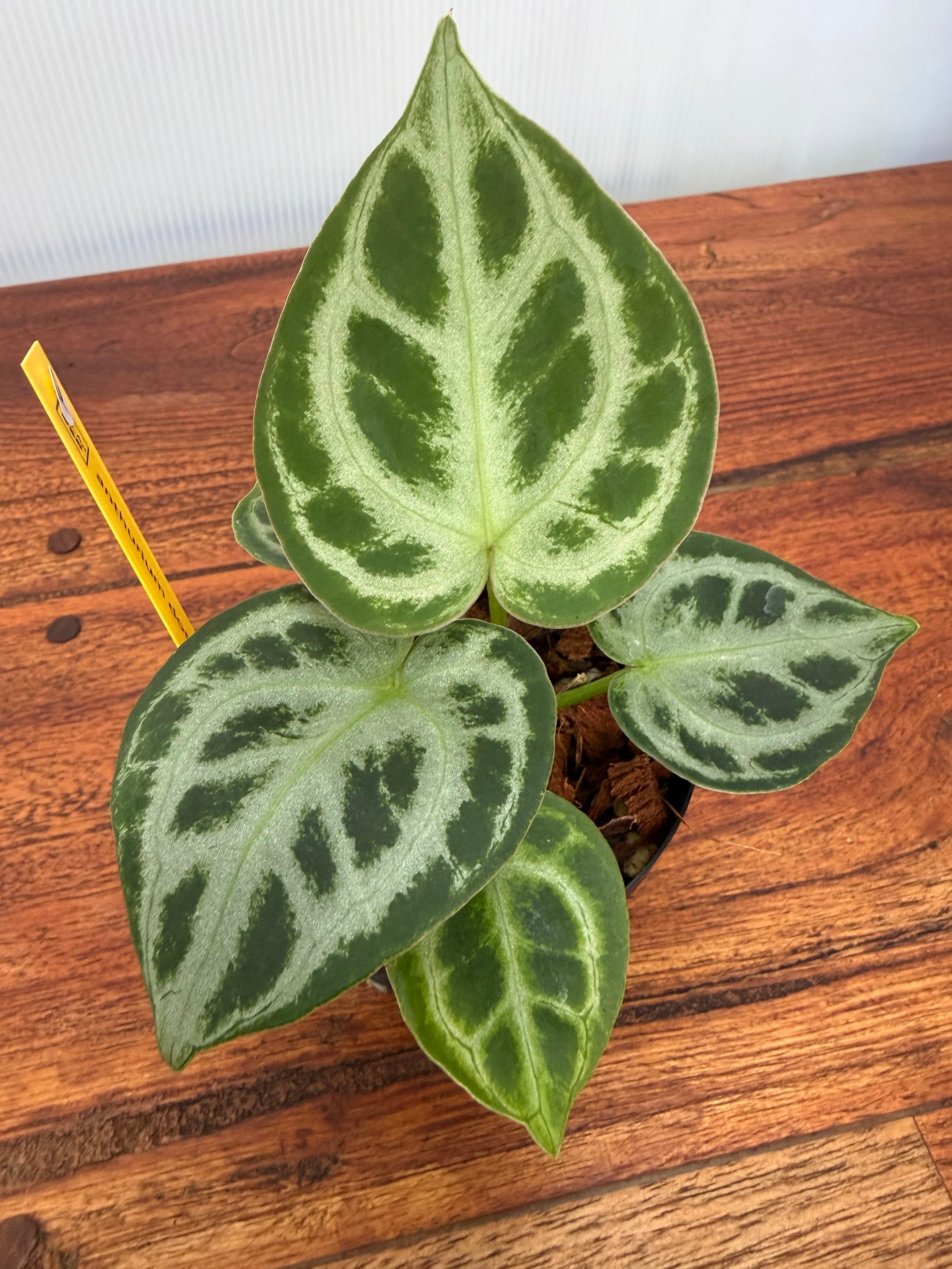 Anthurium | BALI-AN 園芸