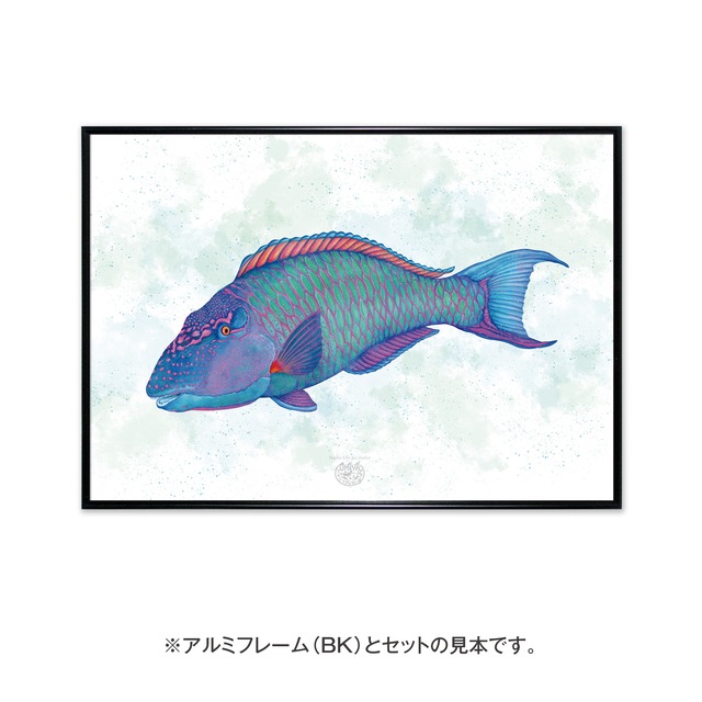 【海のいきものアートポスター／魚】イロブダイ