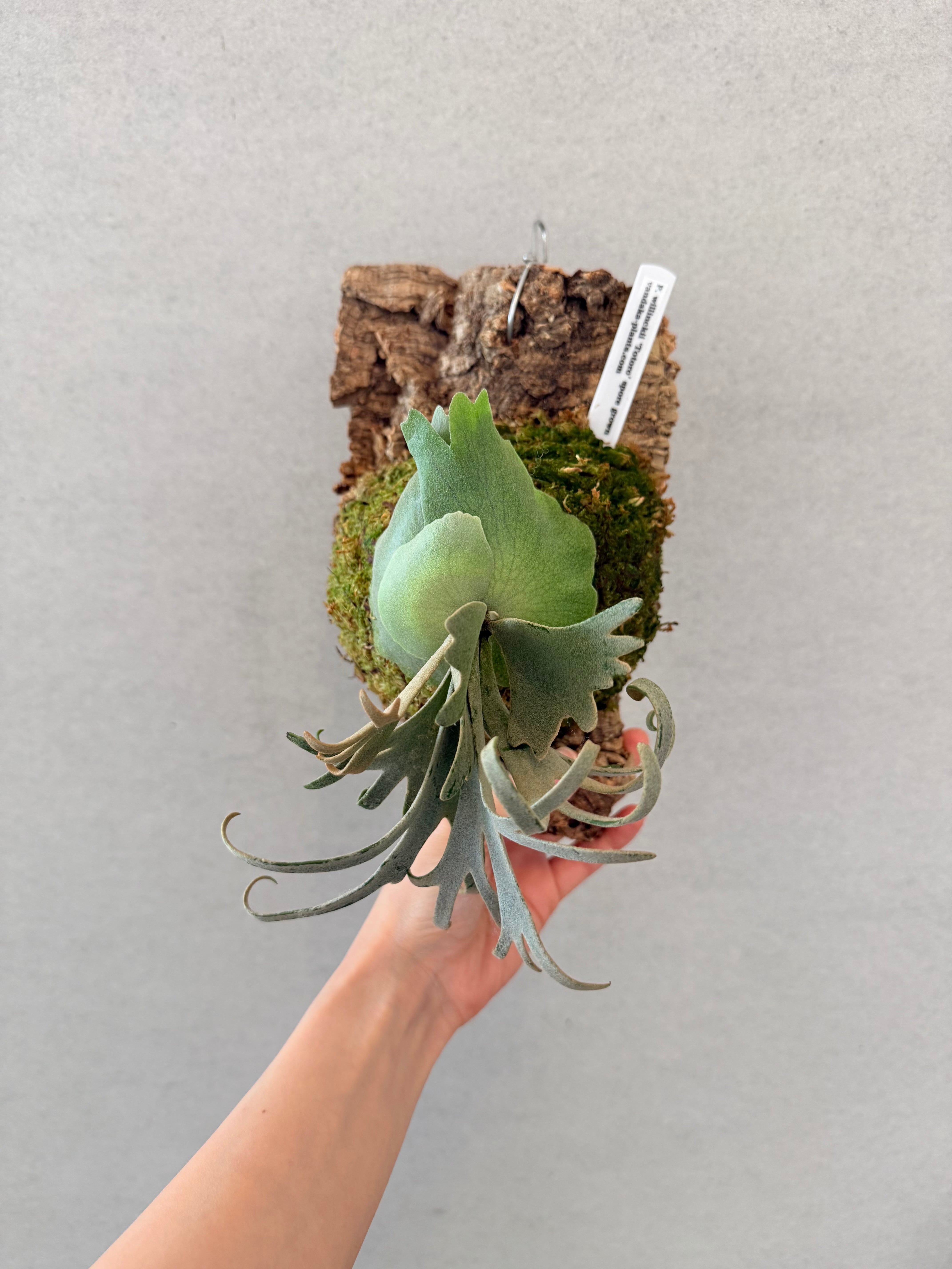 a) P. willinckii 'Nano' spore grown ビカクシダ ウィリンキー ナノ
