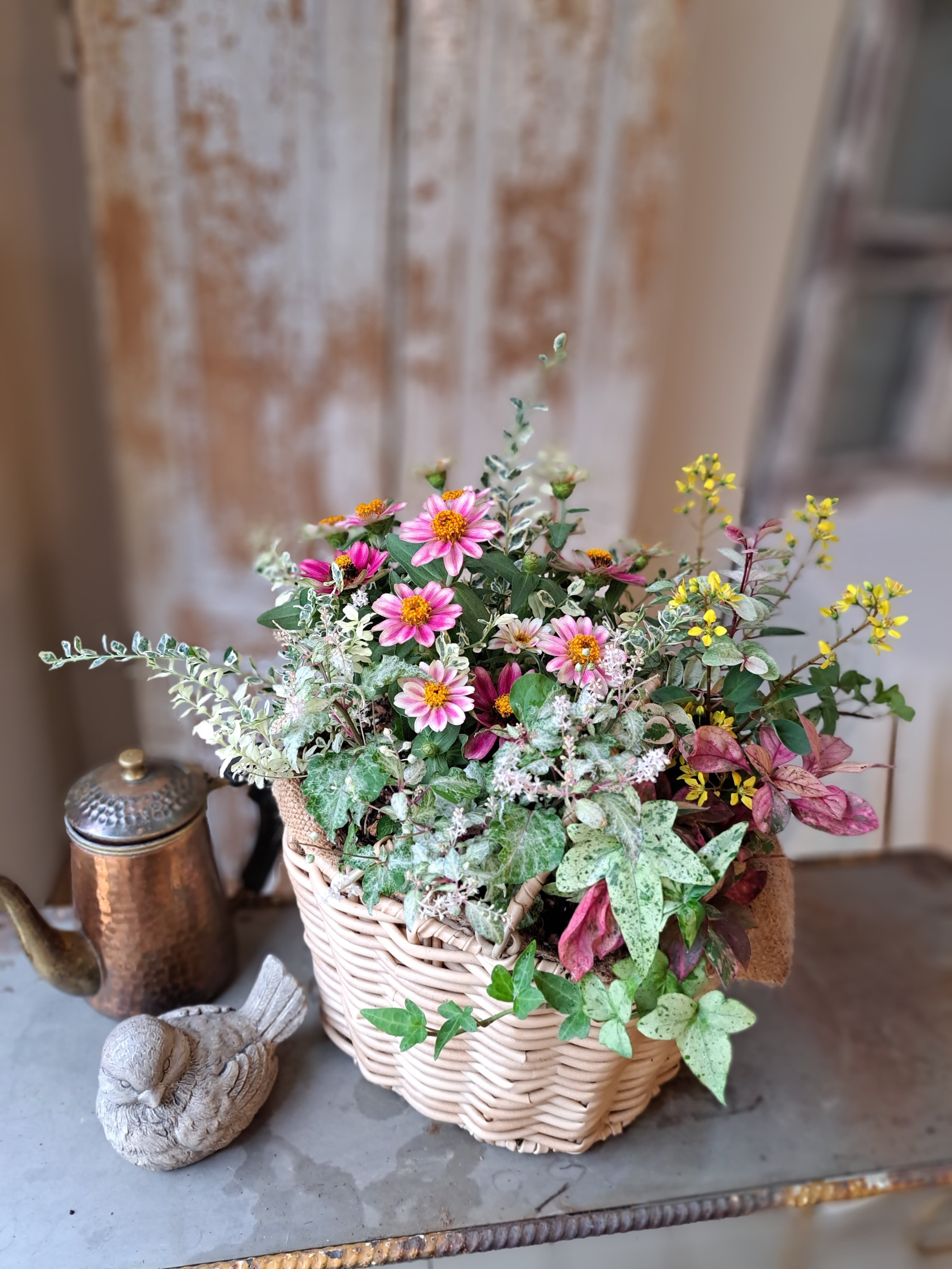 ジニア『チェリーバイカラー』の花籠寄せ植え | はなにわ