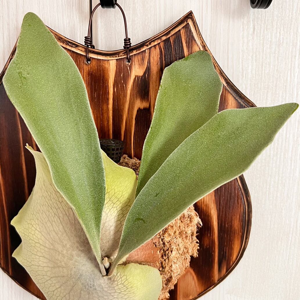 ビカクシダ ネザーランド 大サイズ 板付 【観葉植物 室内 コウモリラン