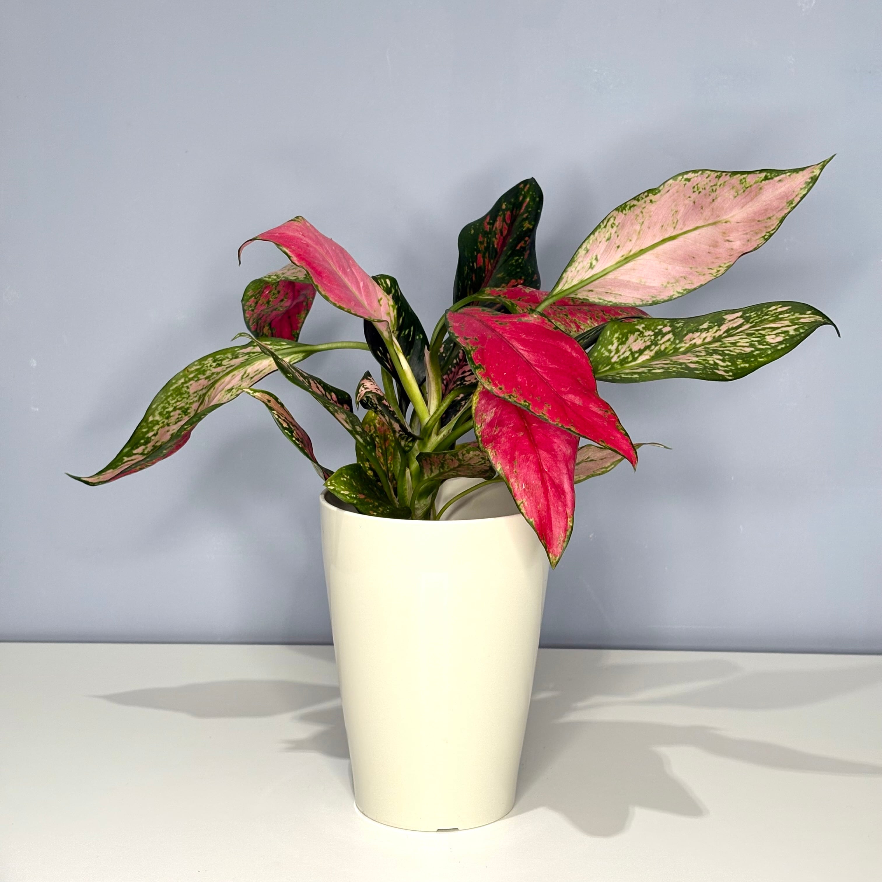 植物　予約専用ページ New shop open!!［+PLANTs Lab ］ | 島田グリーンセンター