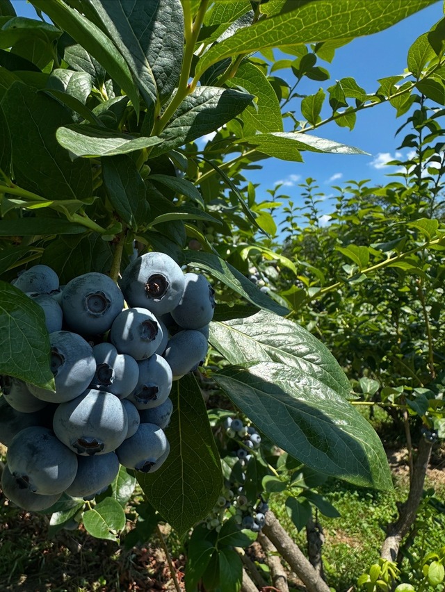 【3L以上】【約1kg】小分けパック（125g×8パック入り）大粒ブルーベリー