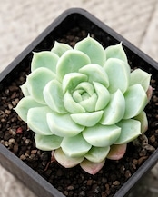 【PREMIUM】 抜き苗 アイスフラワー Echeveria 'Ice Flower'