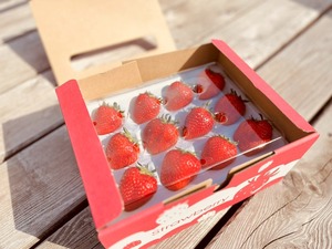 いちご【品種：よつぼし】800ｇ
