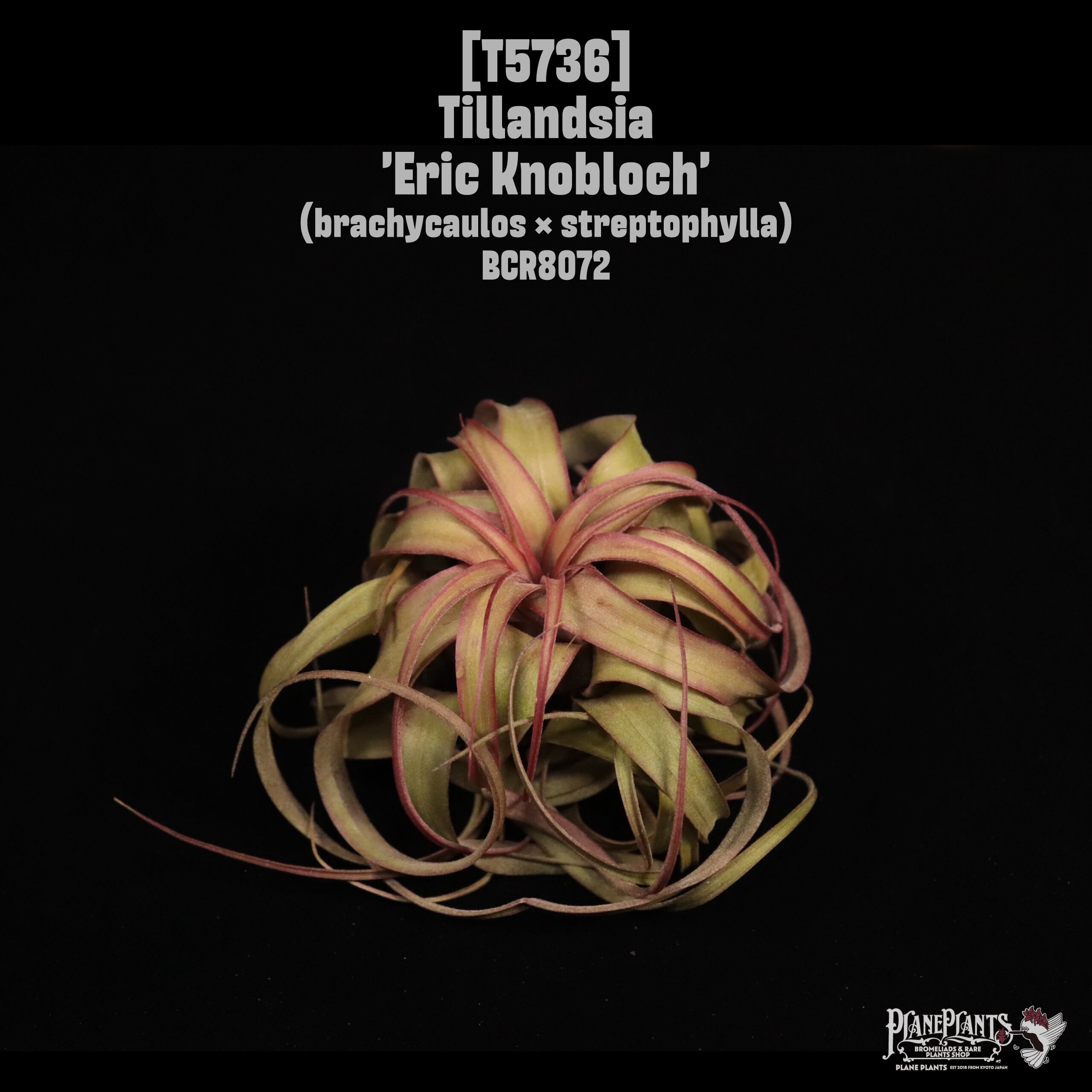 Tillandsia 'Eric Knobloch'〔ティランジア〕T5736