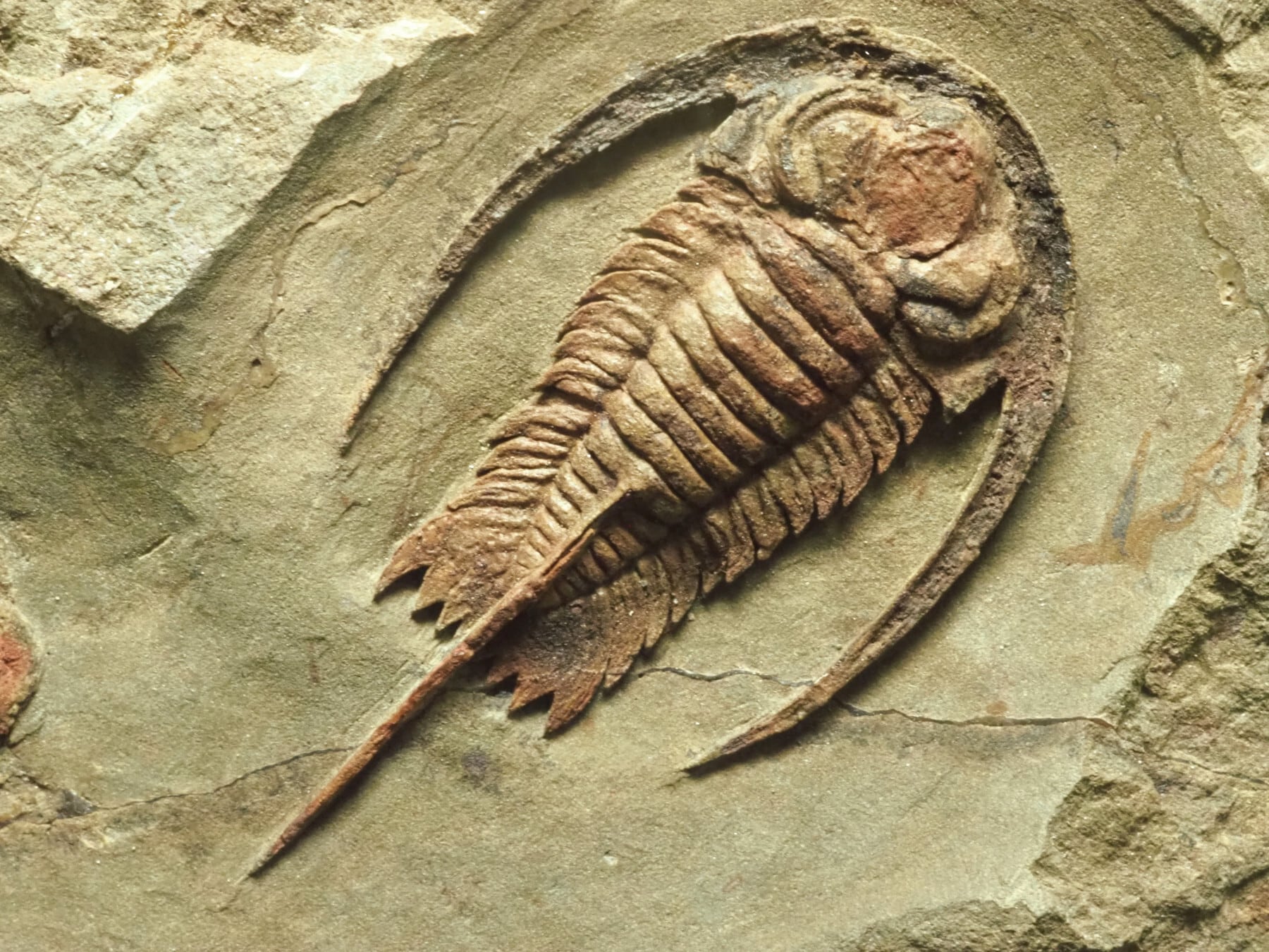 三葉虫　化石 Trilobites / 三葉虫 | 化石・隕石・鉱物の販売 JURASSIC