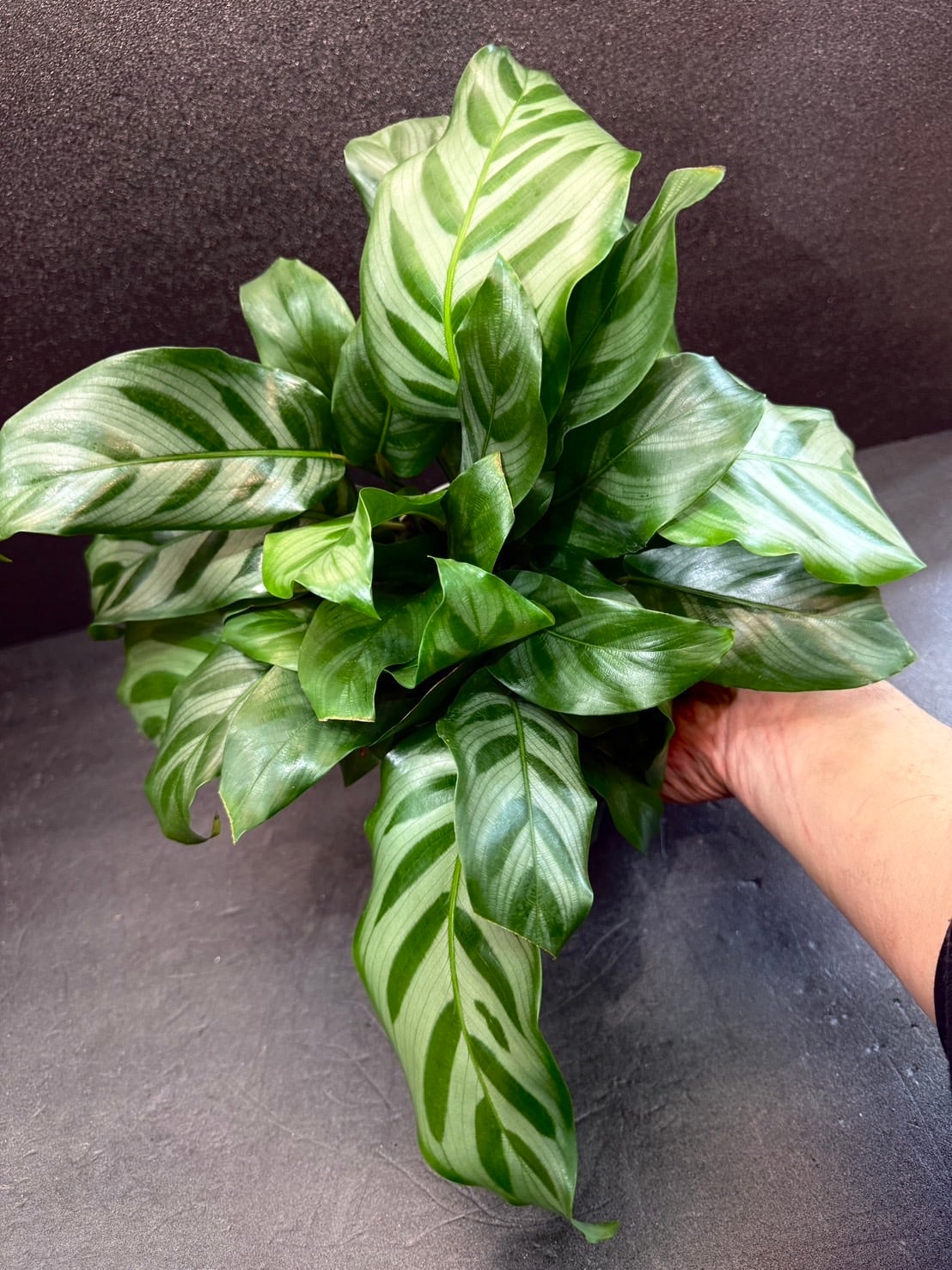 カラテア フレディ　観葉植物 dff1db2a0565c8c582ee7bb3bd1a46