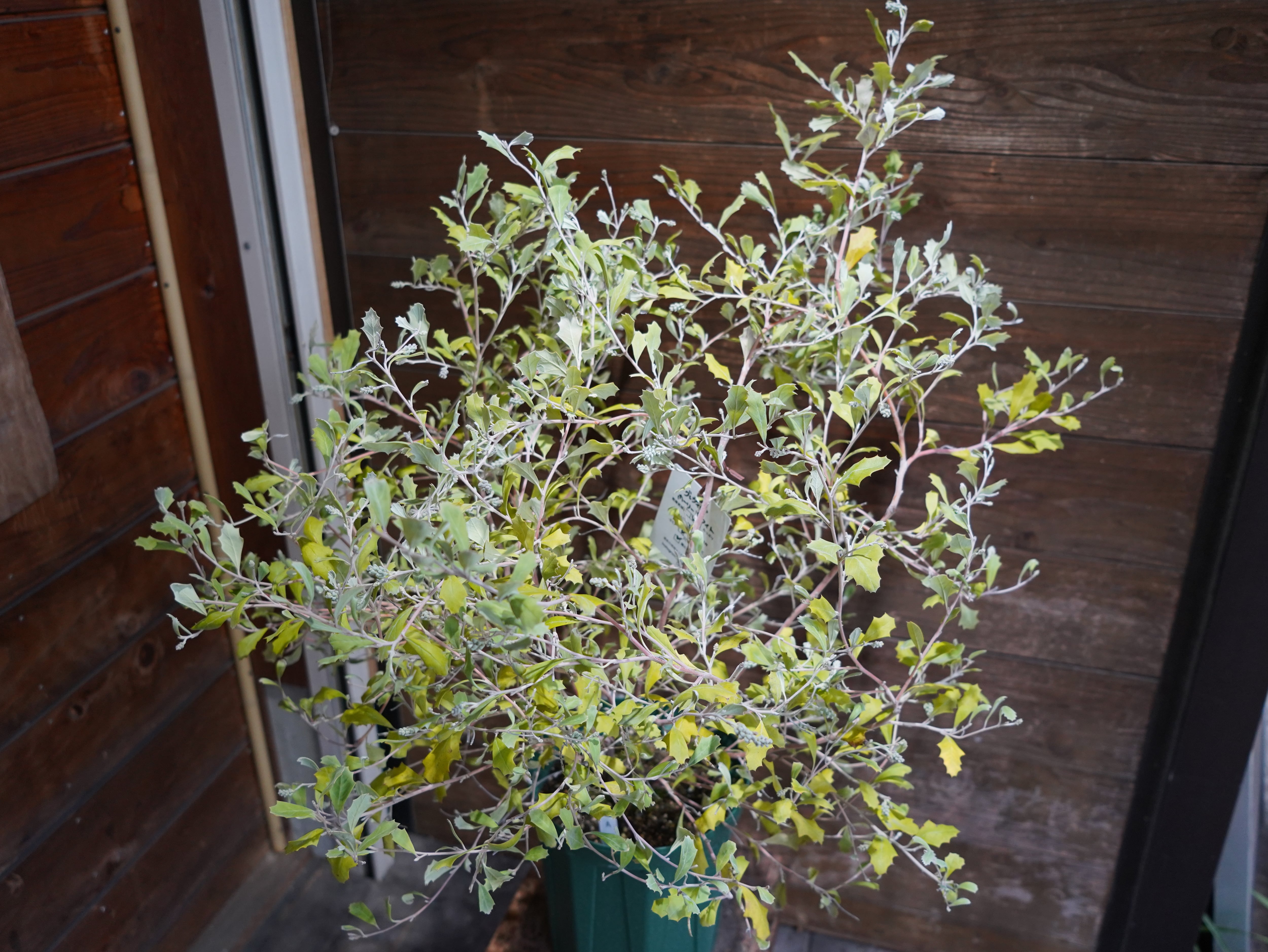 【現物】グレビレア　”ホーリーホワイト”