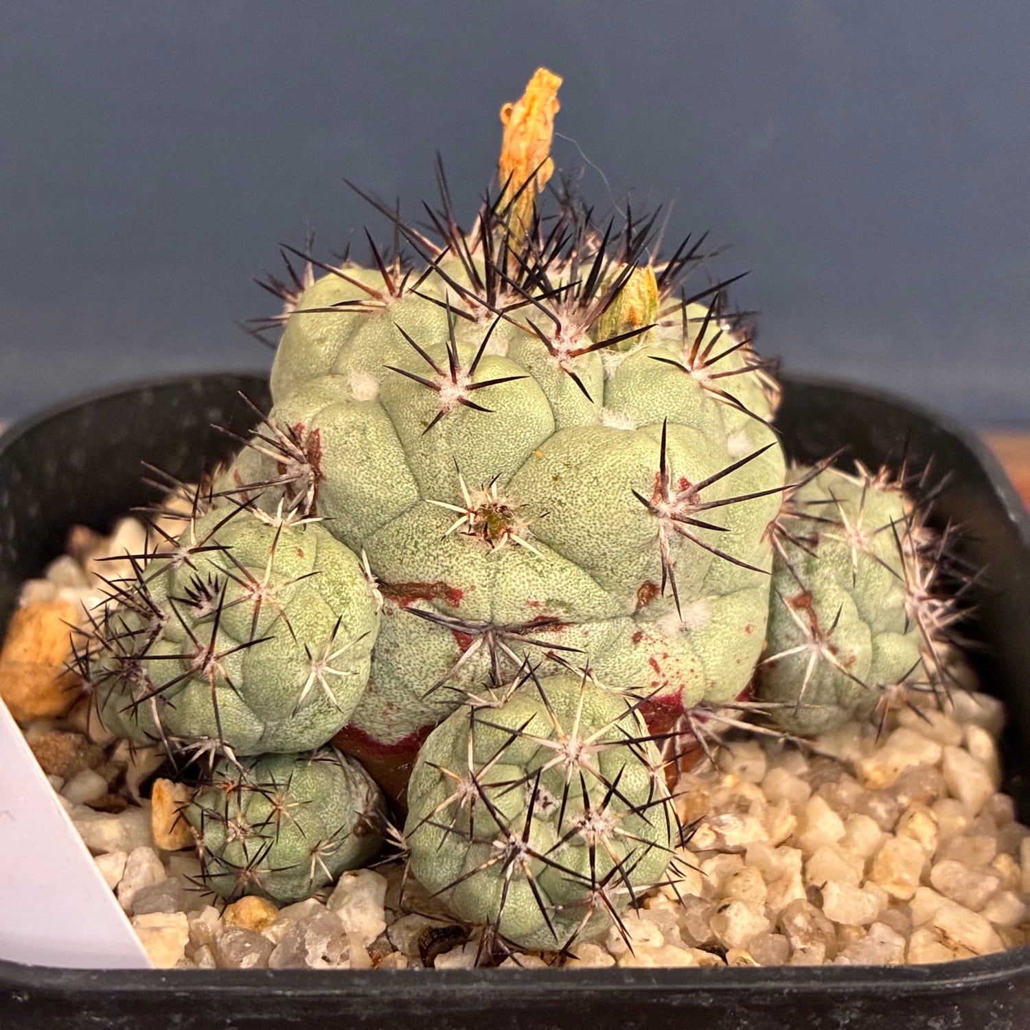 Copiapoa】サボテン オルテゴカクタス マクドガリー実生【870