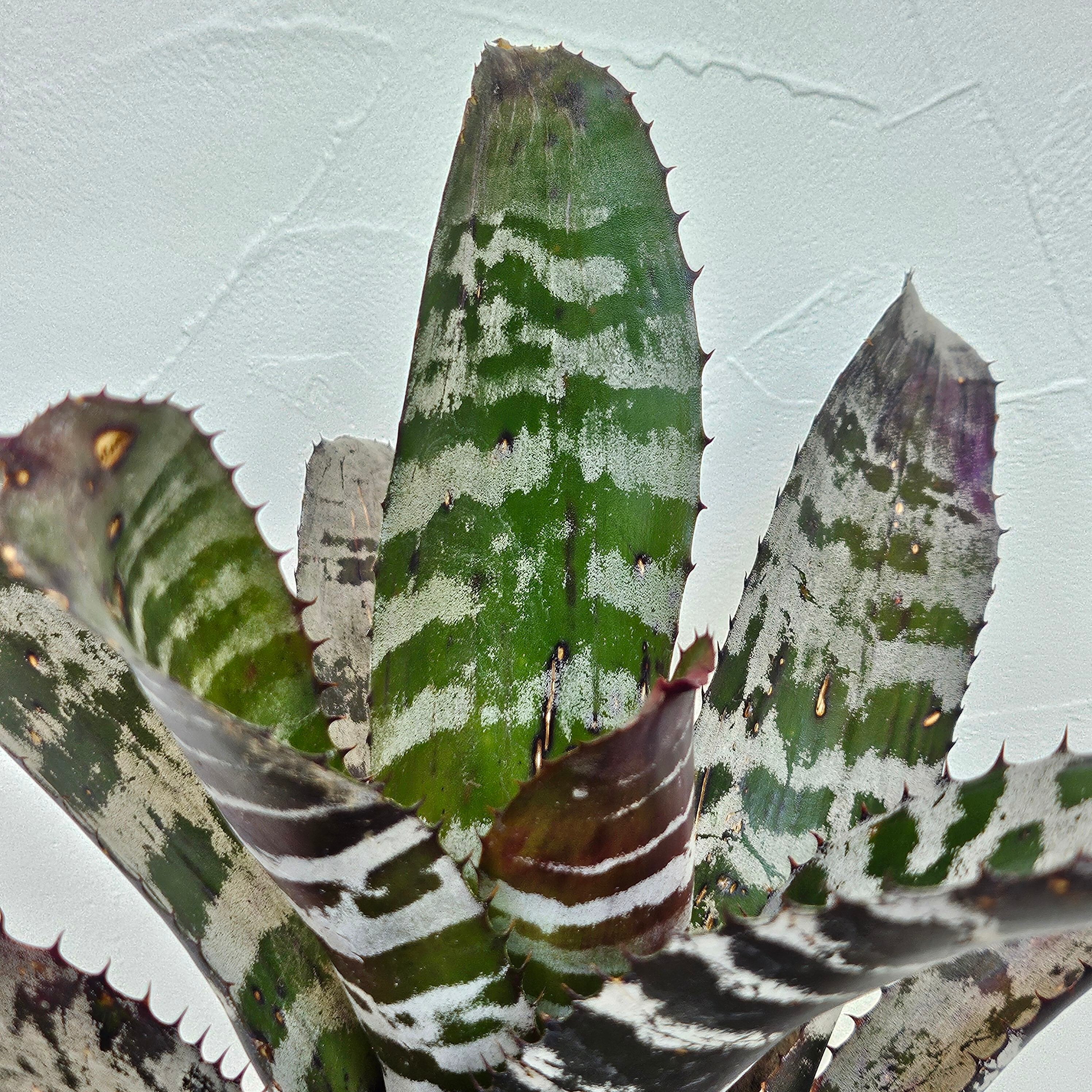 エクメア・チャンティニー・ハイブリッド（Aechmea Chantinii Hybrid