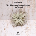 【送料無料】キセログラフィカSS〔エアプランツ〕現品発送T0364