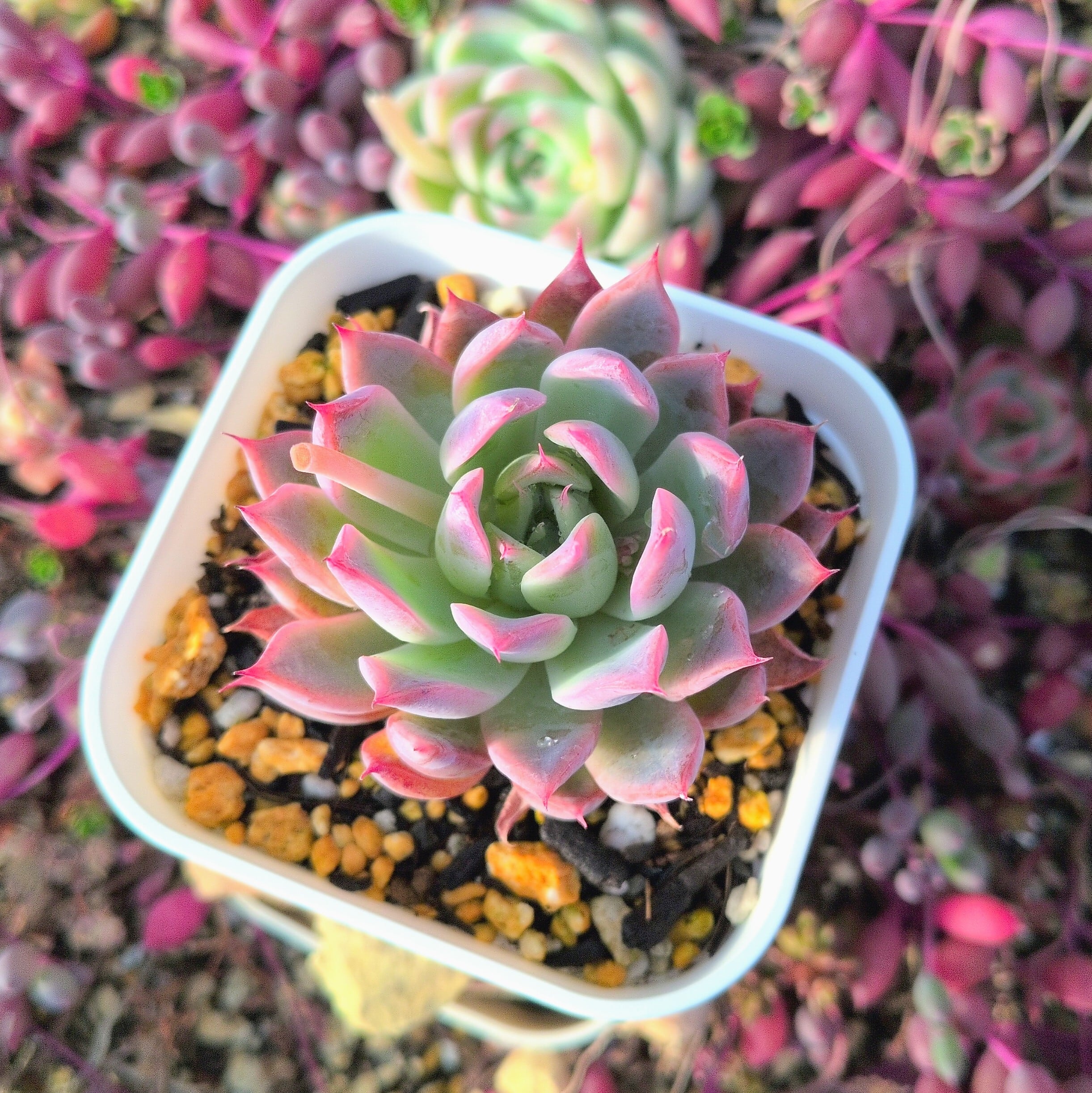多肉植物のネットショップ ST Farm
