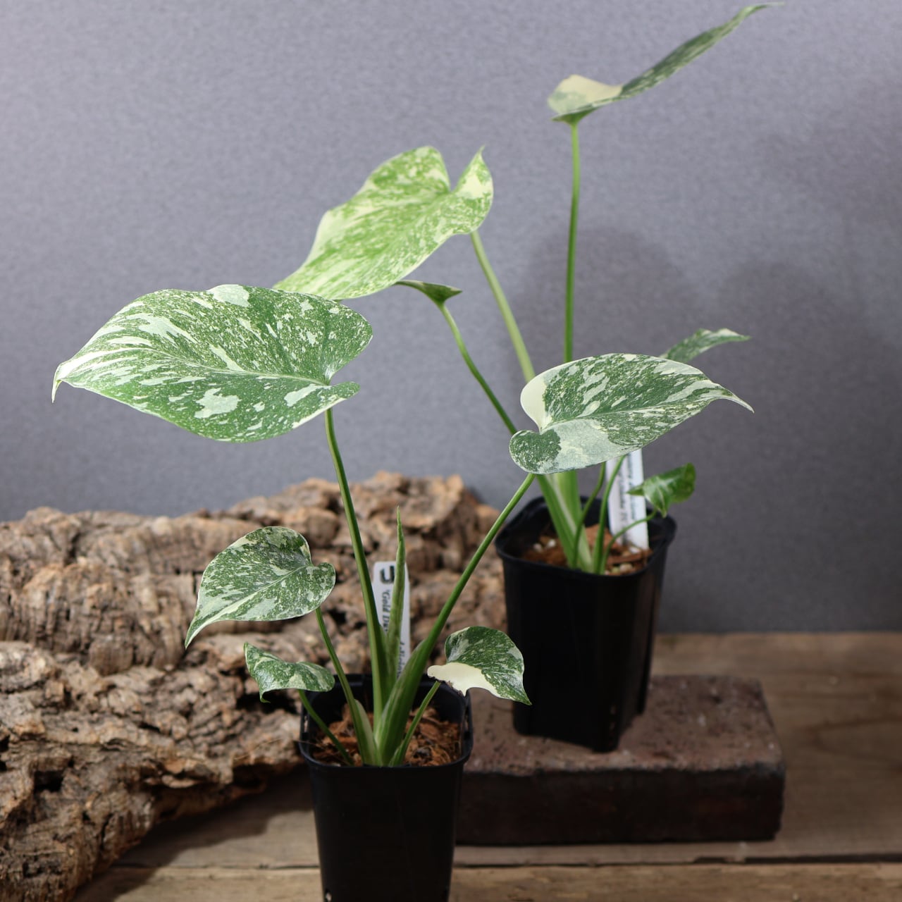 770『urban jungle モンステラ デリシオーサ ' Gold Dust'』観葉植物