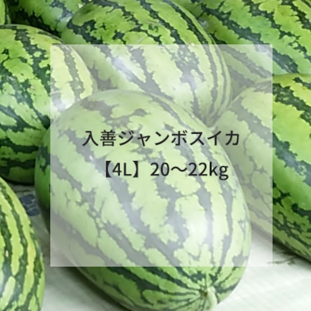 入善ジャンボスイカ【4L】20～22kg（送料込/税込）