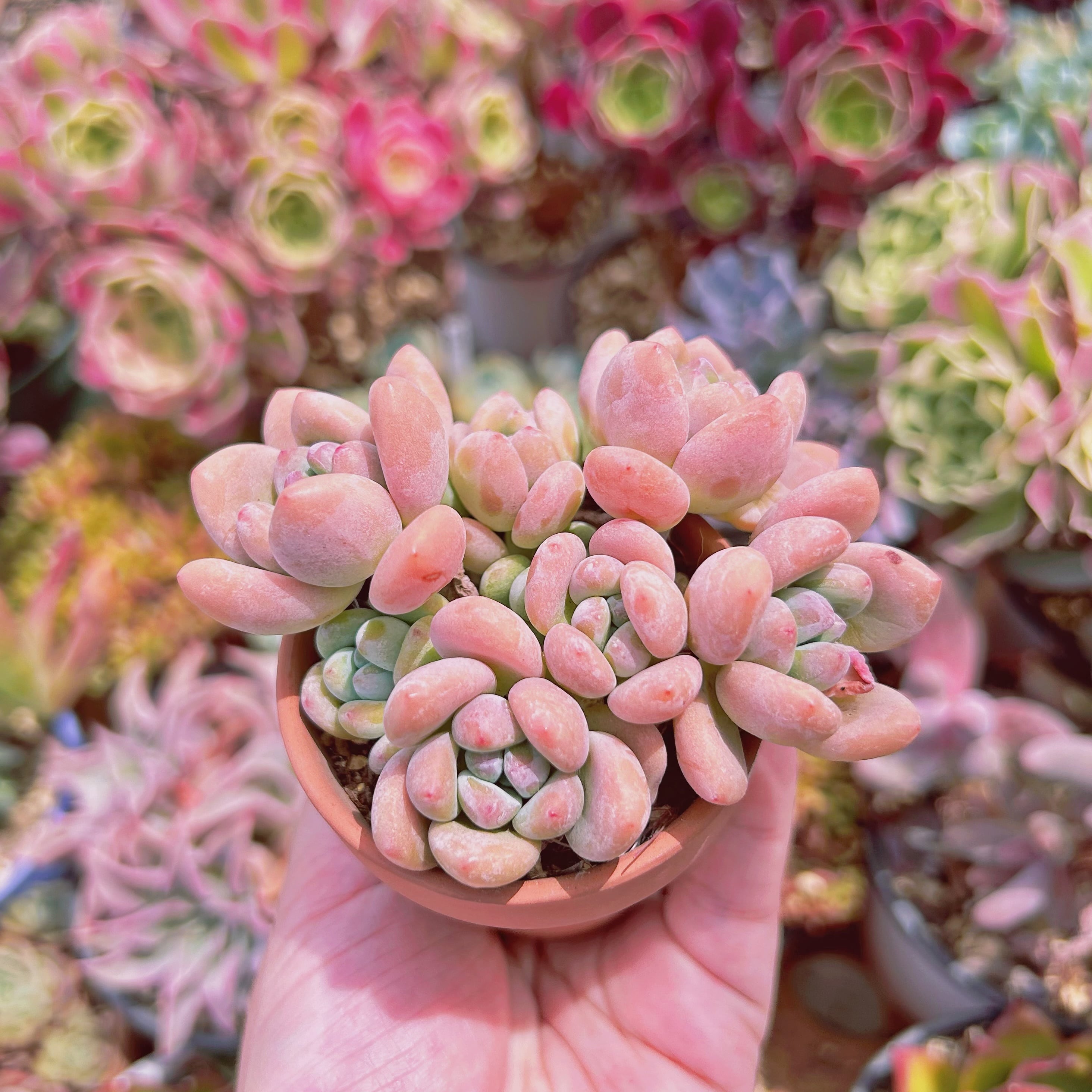 004現物 多肉植物 マカロン 抜き苗 | るる農園~多肉植物専門