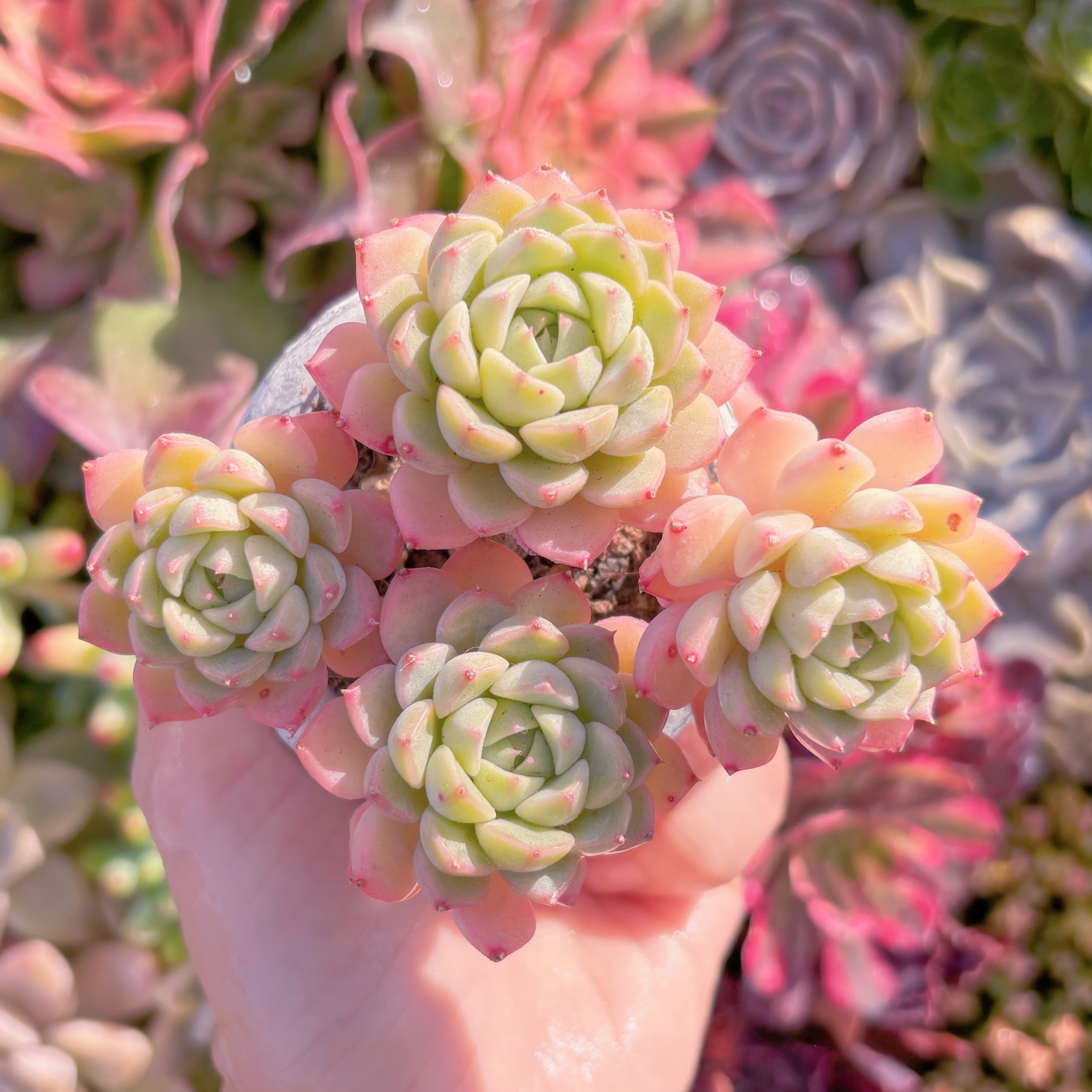 多肉植物　マチカ　群生　新入荷　るる農園