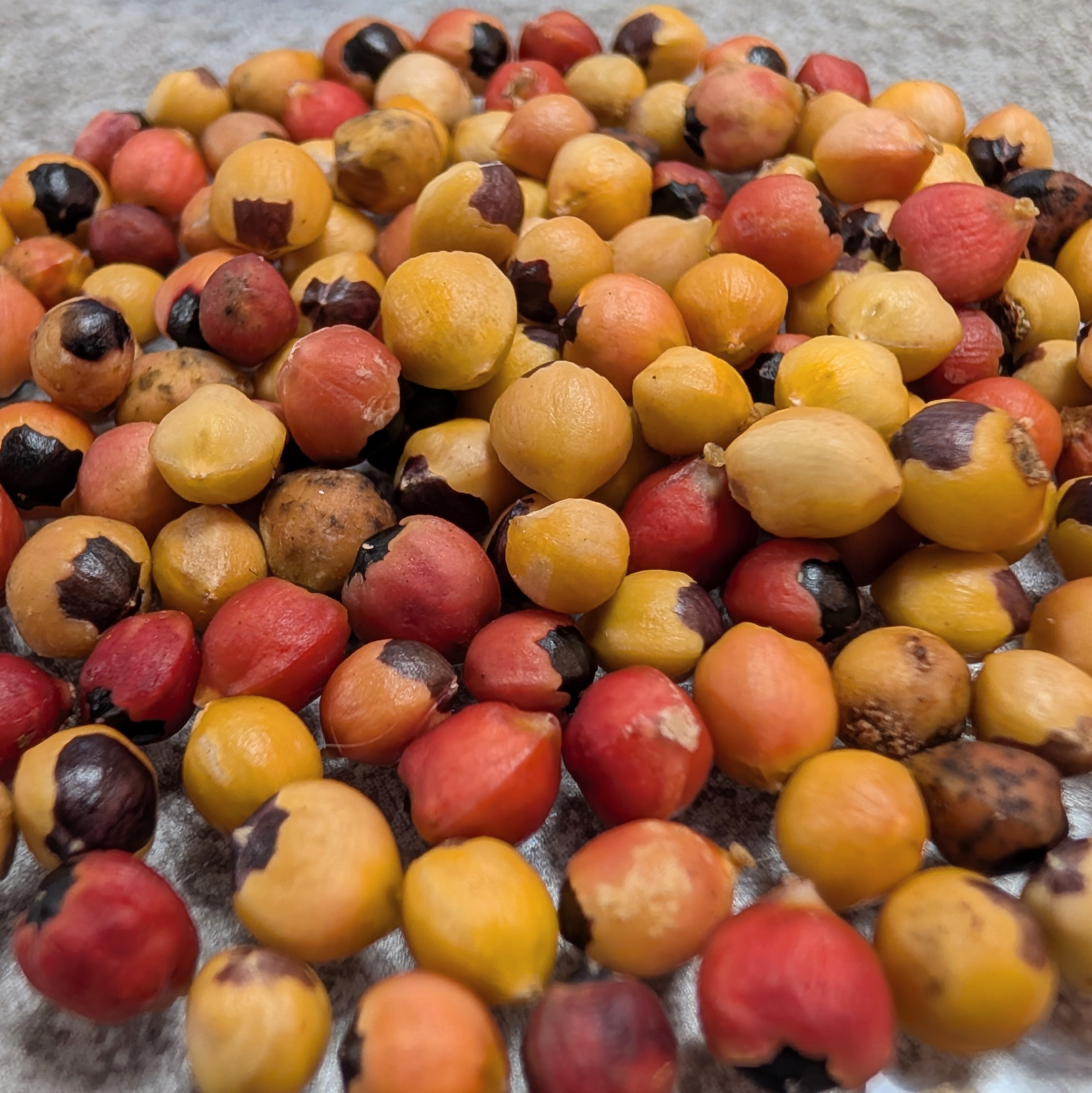 種子】[2026.07入荷] Bursera diversifolia(ブルセラ・ディベルシ
