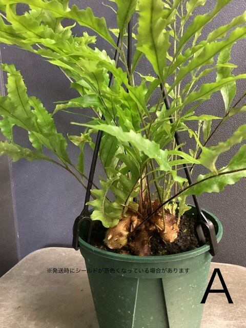 ドリナリア リギデュラ シダ植物 着生植物 観葉植物【おしゃれ