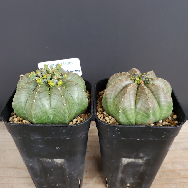 【ペア販売】Euphorbia meloformis  ユーフォルビア メロフォルミス