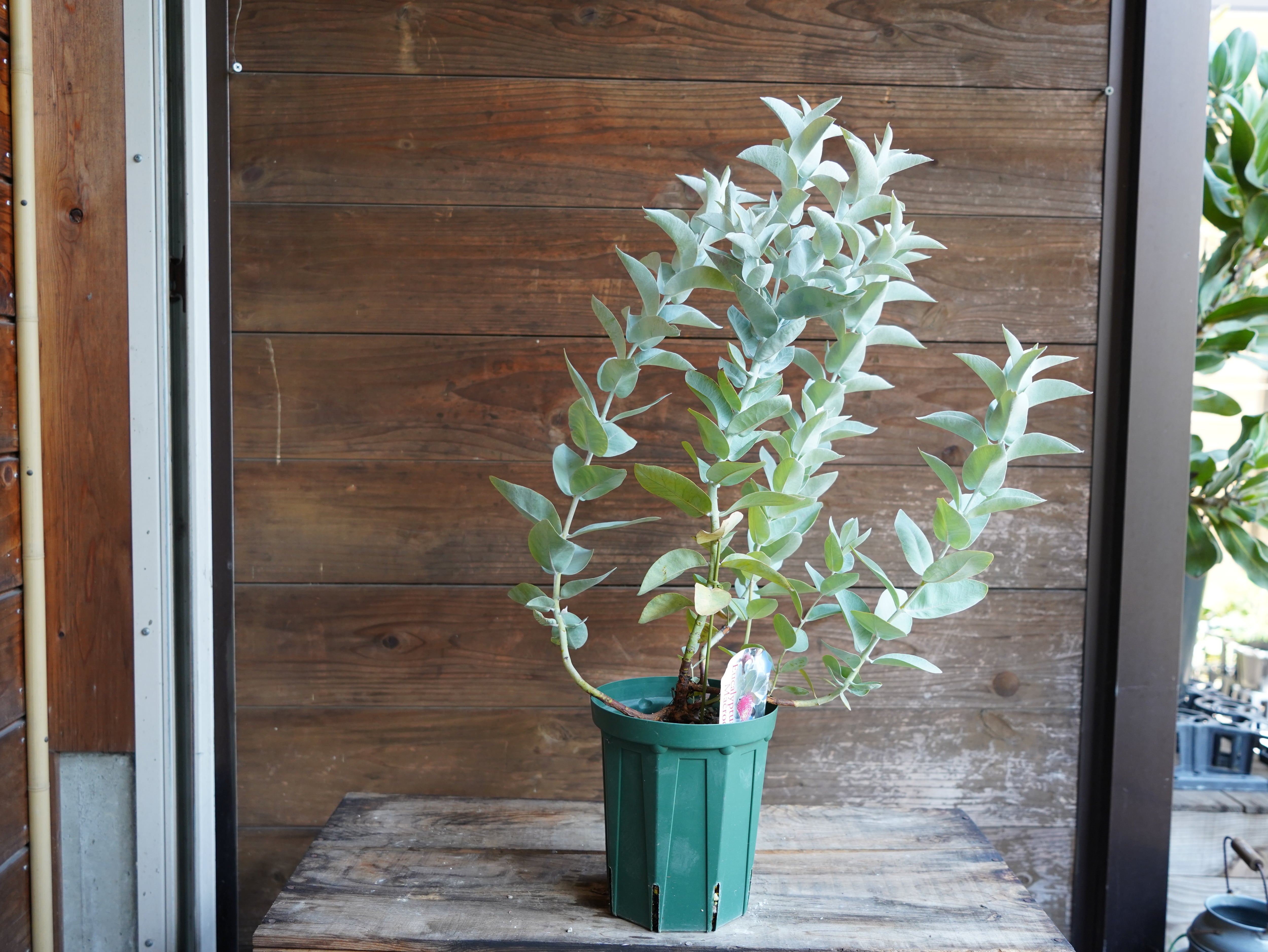 【現物】ユーカリ ”マクロカルパ”