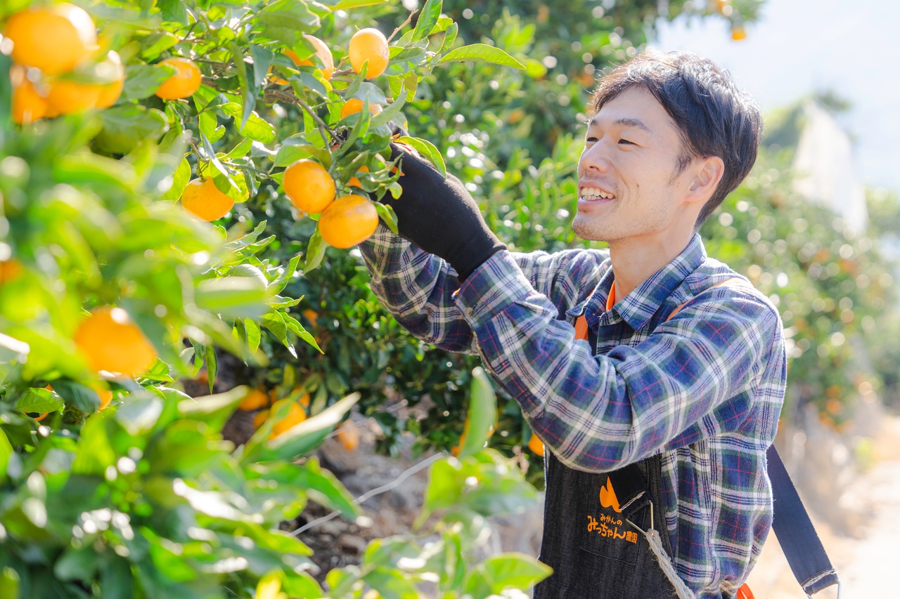 【12月1日-7日発送分】通販の虎早生みかん(3kg)