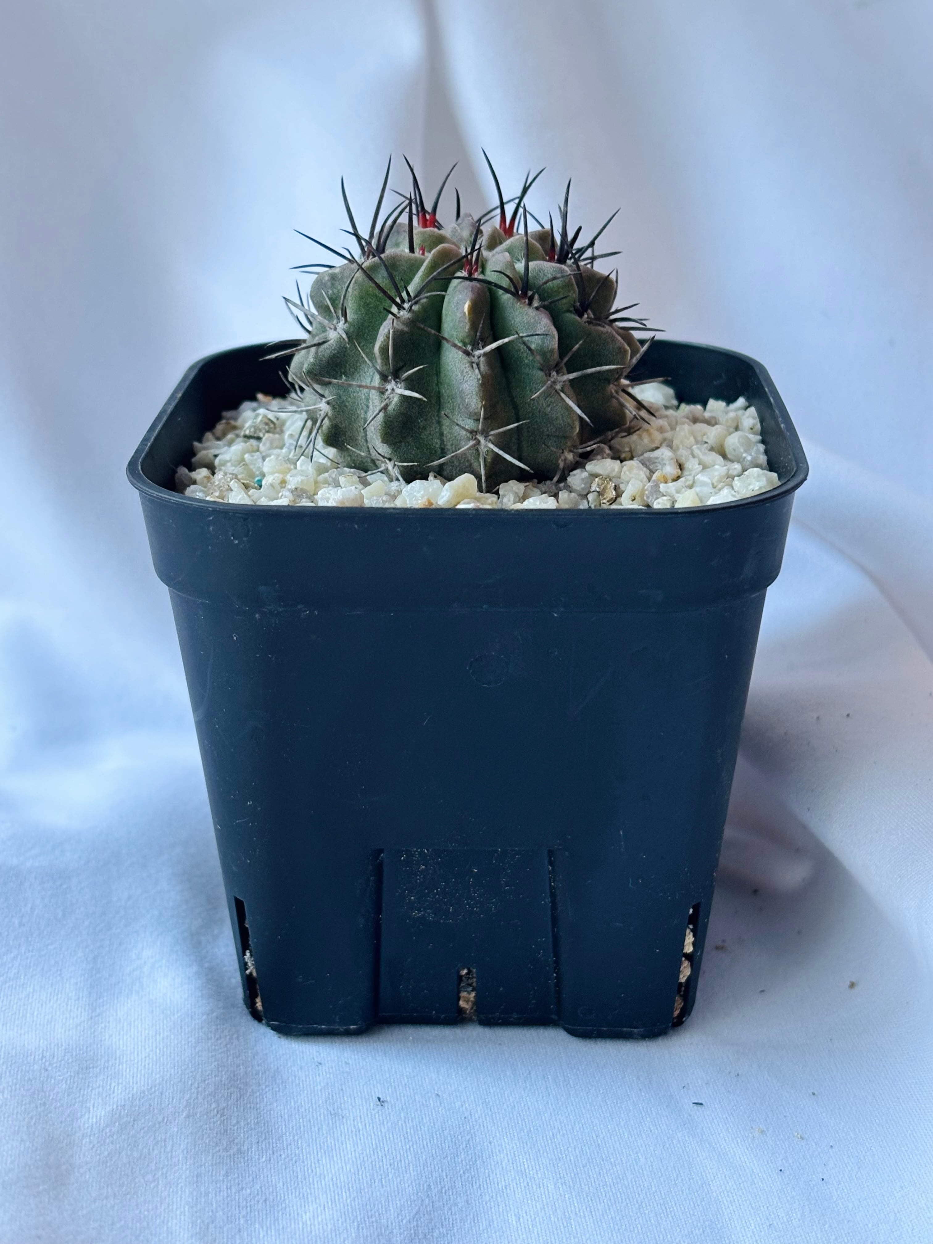 Eriosyce paucicostata エリオシケ パウキコスタータ サボテン