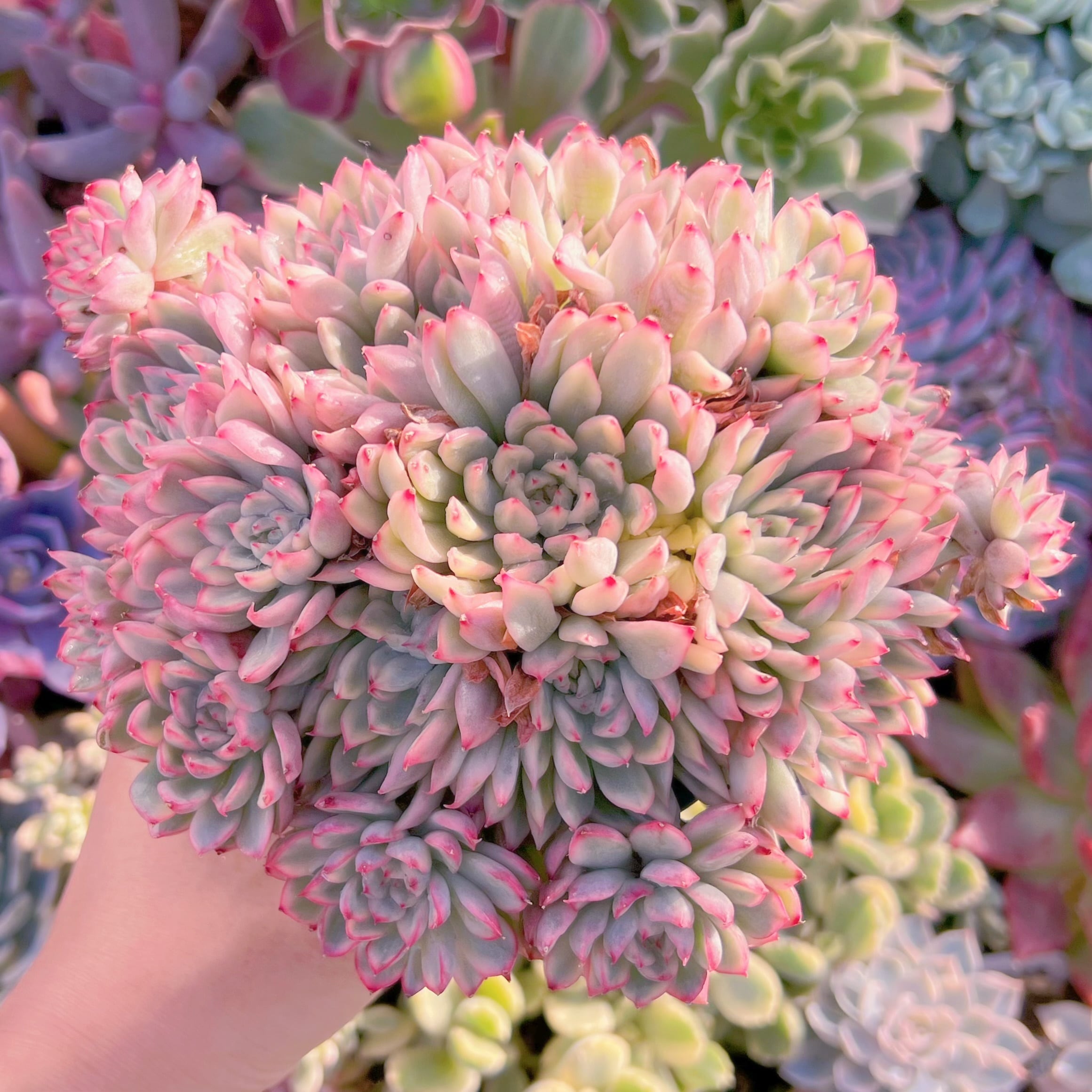 多肉植物　女雛錦　群生12cm~　新入荷　るる農園