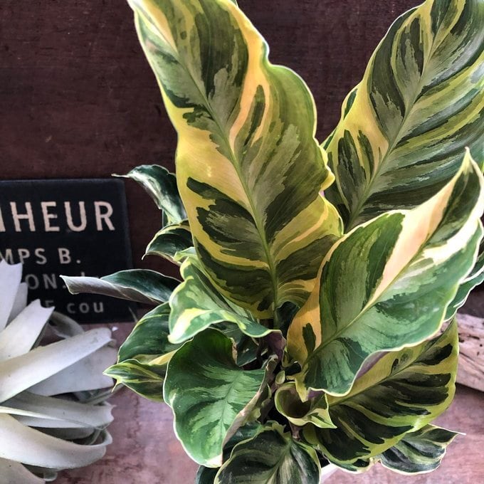 モトルド モンステラ 斑入り ツル性 希少 ガーデニング | 植物の店ベリー